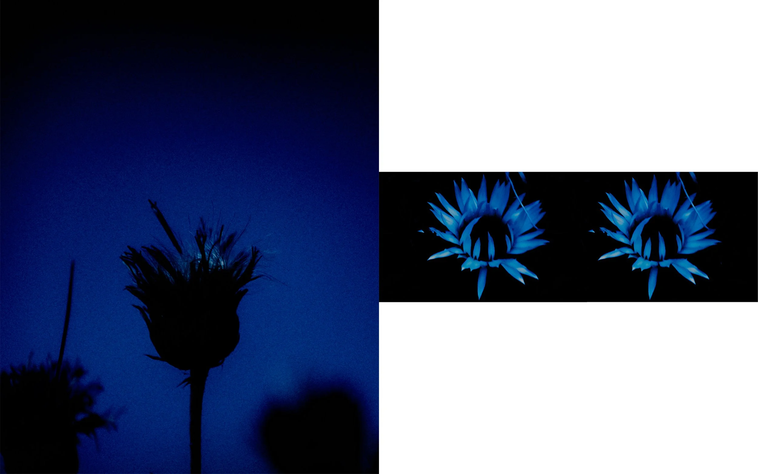 Une silhouette de fleur de pampa contre un ciel nocturne bleu, avec une illustration de fleurs lumineuses bleues inversées en bas à droite.