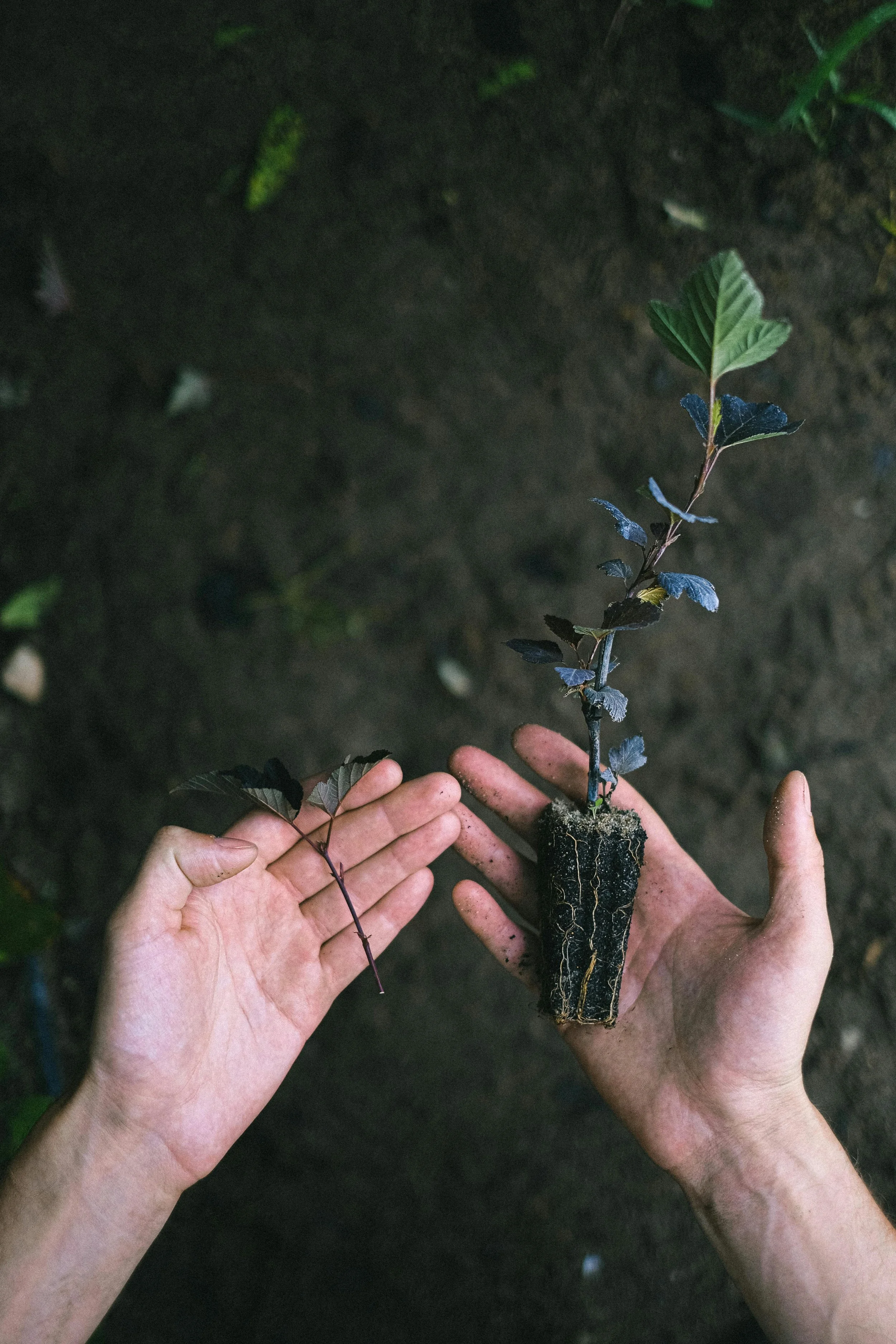 Overcoming business growth challenges