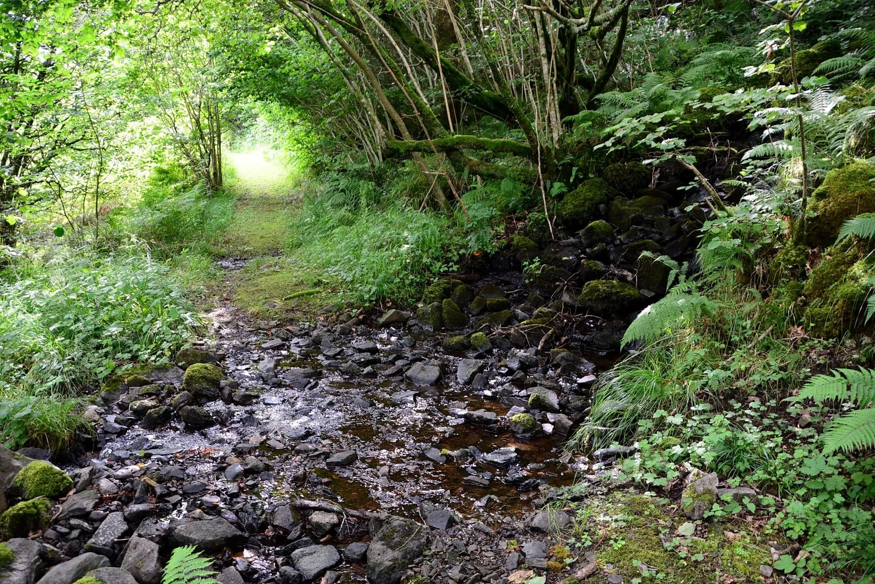 Forrest walk at Greenwood, stream and trees