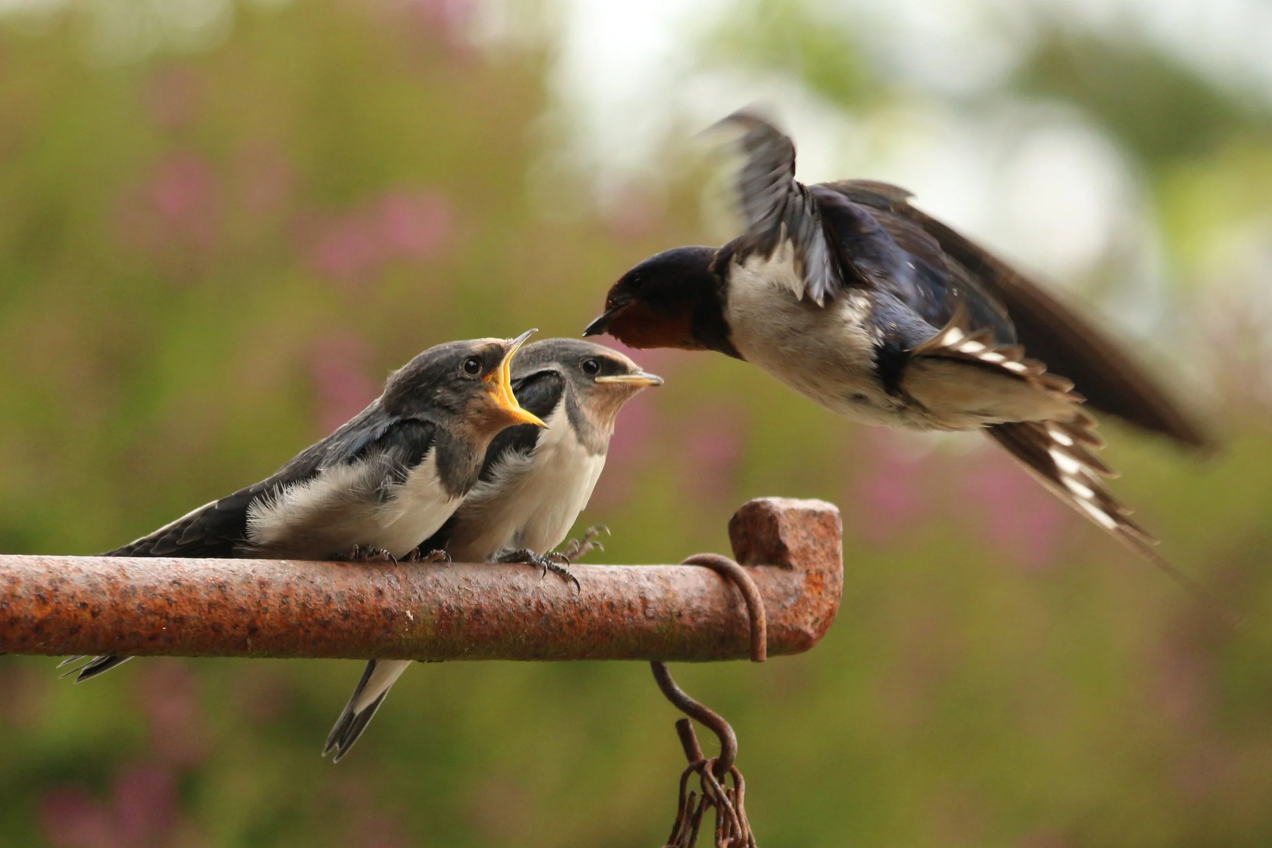 Swallows feeding, mum 2 babies 