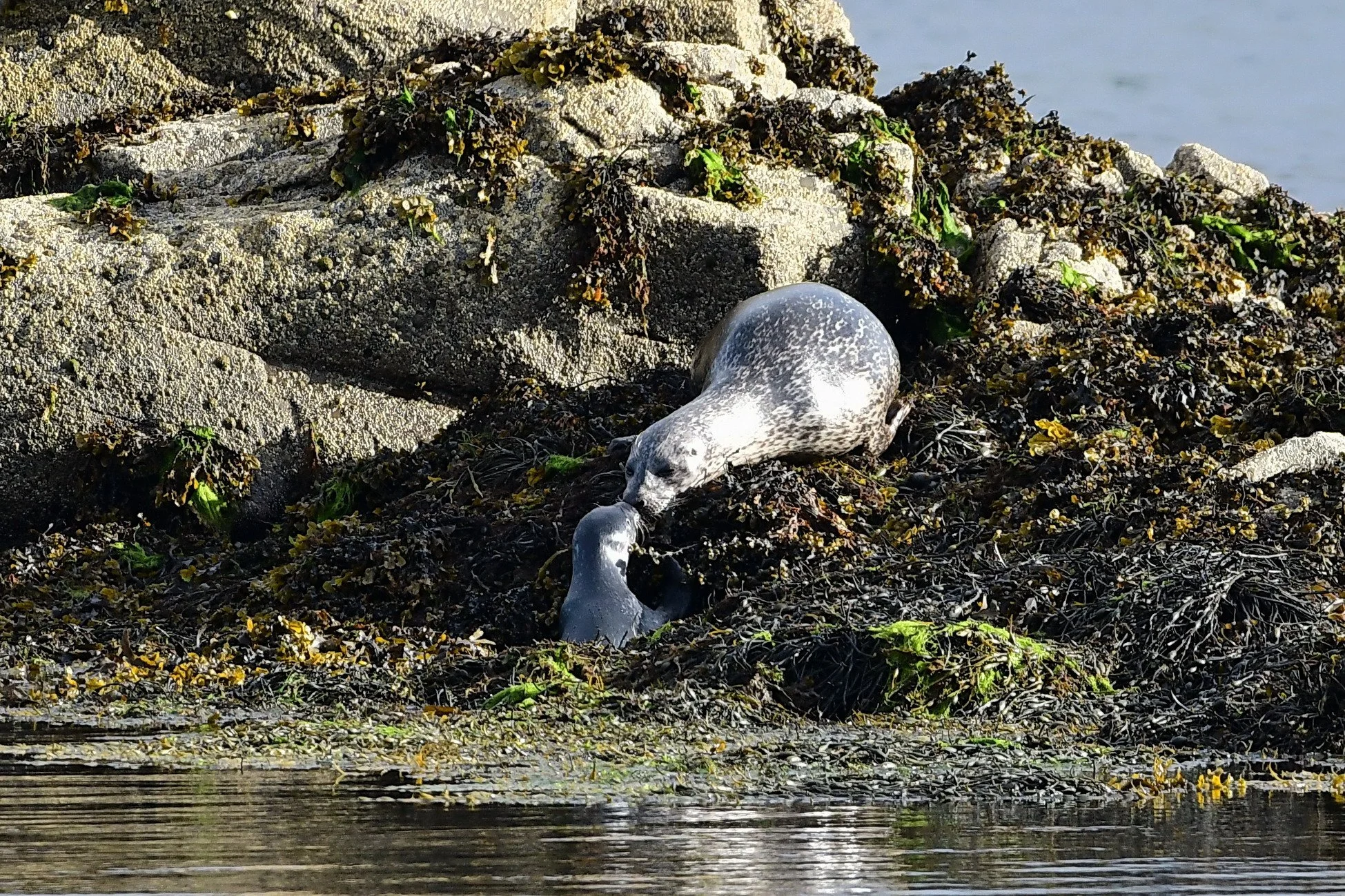 Common Seal and pup.jpg