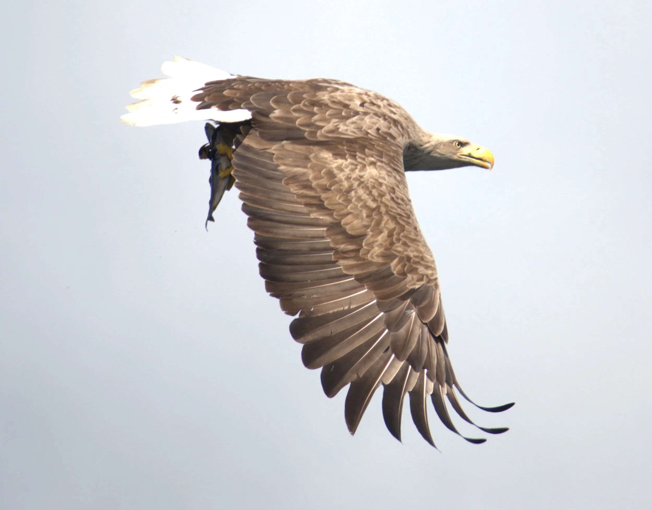 White Taile Eagle 2.jpg