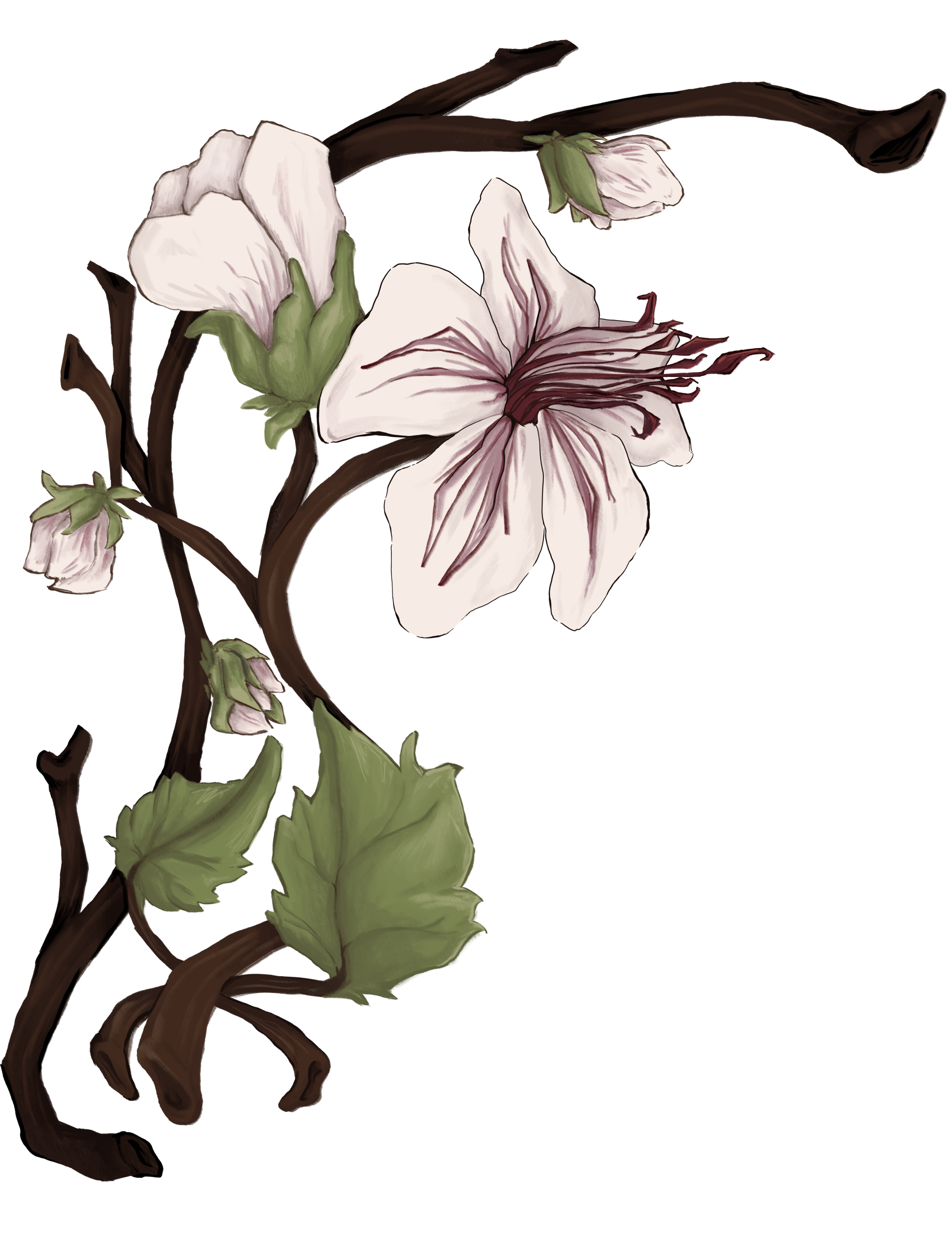 A botanical illustration of a flowering plant with large green leaves, brown stems, and multiple white flowers with pinkish undertones and prominent stamens.
