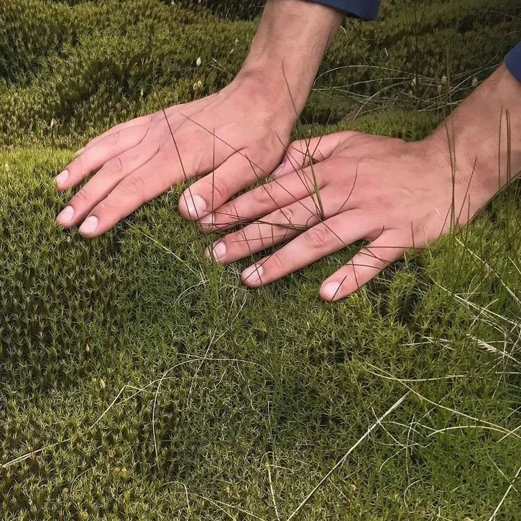 Two hands pressing down on a mossy ground with small green plants and grass.