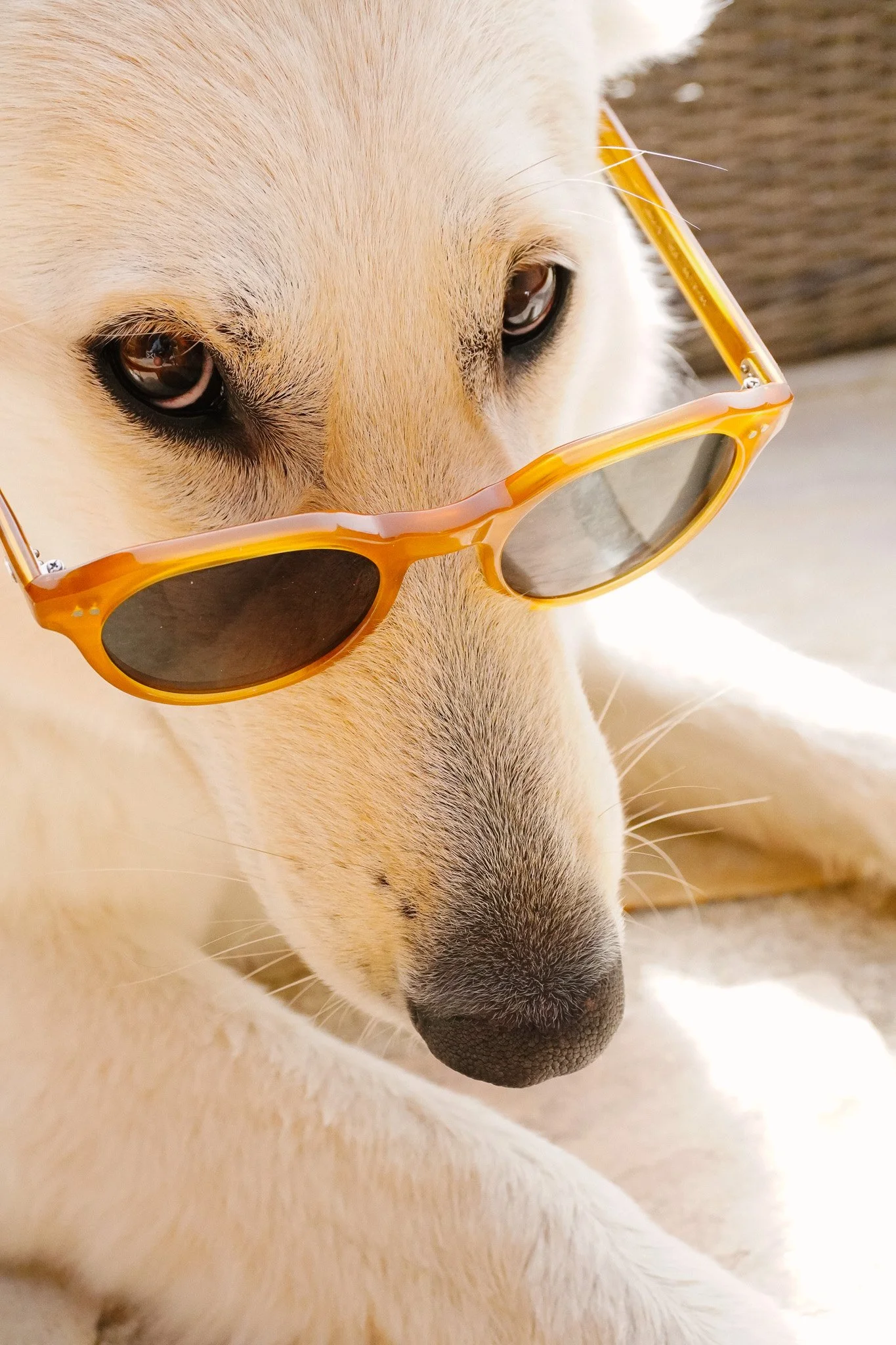 Nahaufnahme eines Labrador-Retrievers mit Brille.