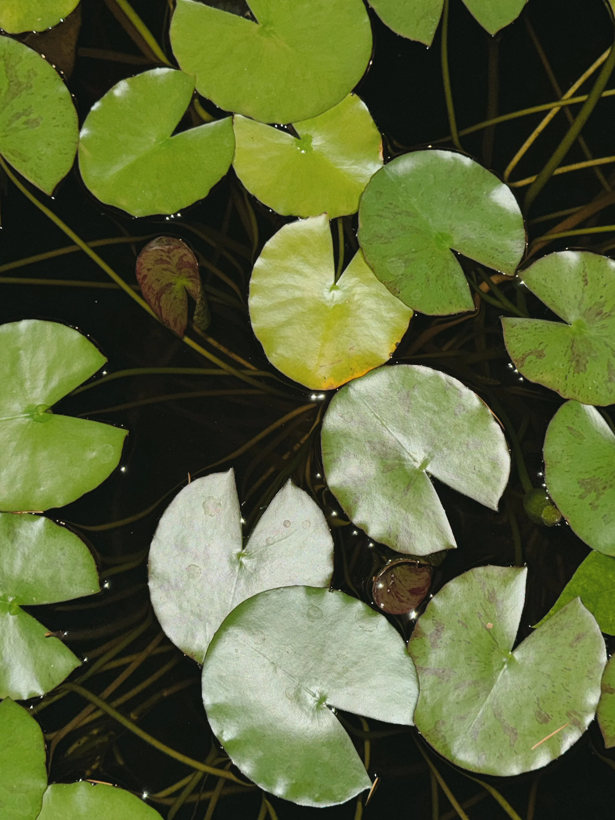 Water lily leaves of different sizes and shades floating on dark water.