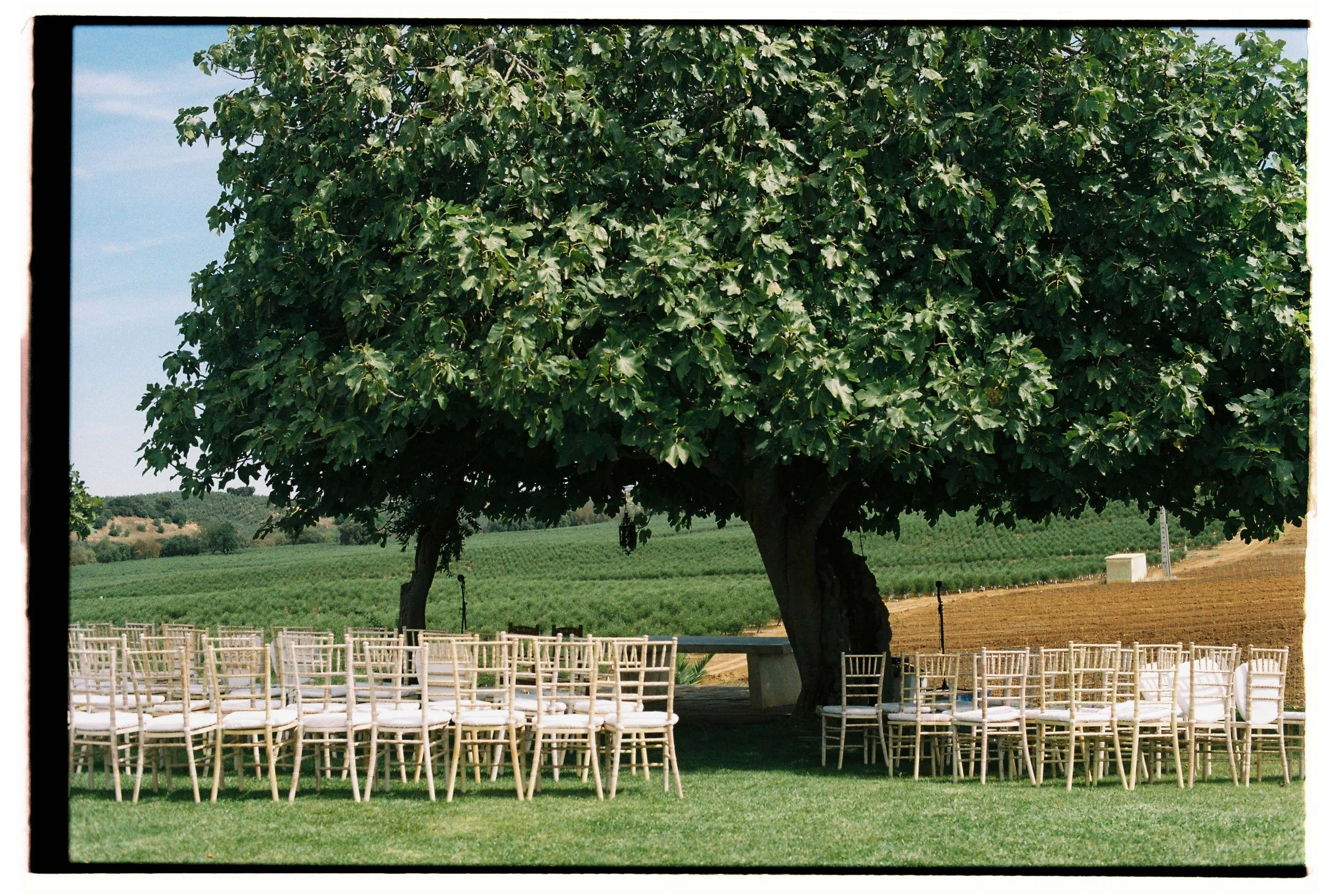Large leafy tree overlooking fields, with white wedding chairs arranged outdoors under a clear sky, photographed at a wedding in Portugal.