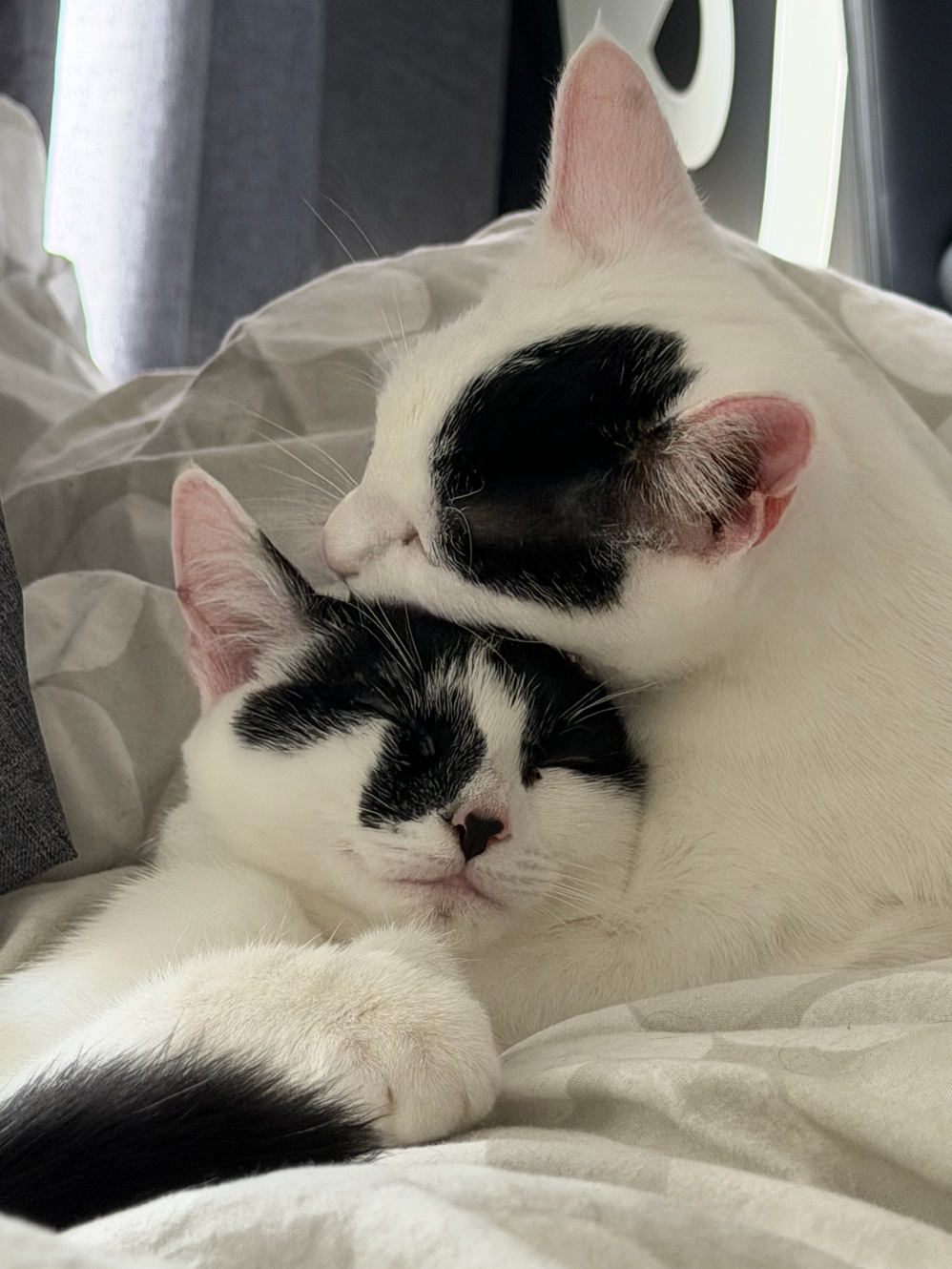 Patch and Panda cuddling together on a bed.  Their everyday care inspired the creation of Haven Pets.