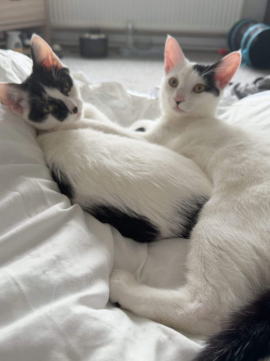 Patch and Panda relaxing together on a bed. Their everyday care inspired the creation of Haven Pets.