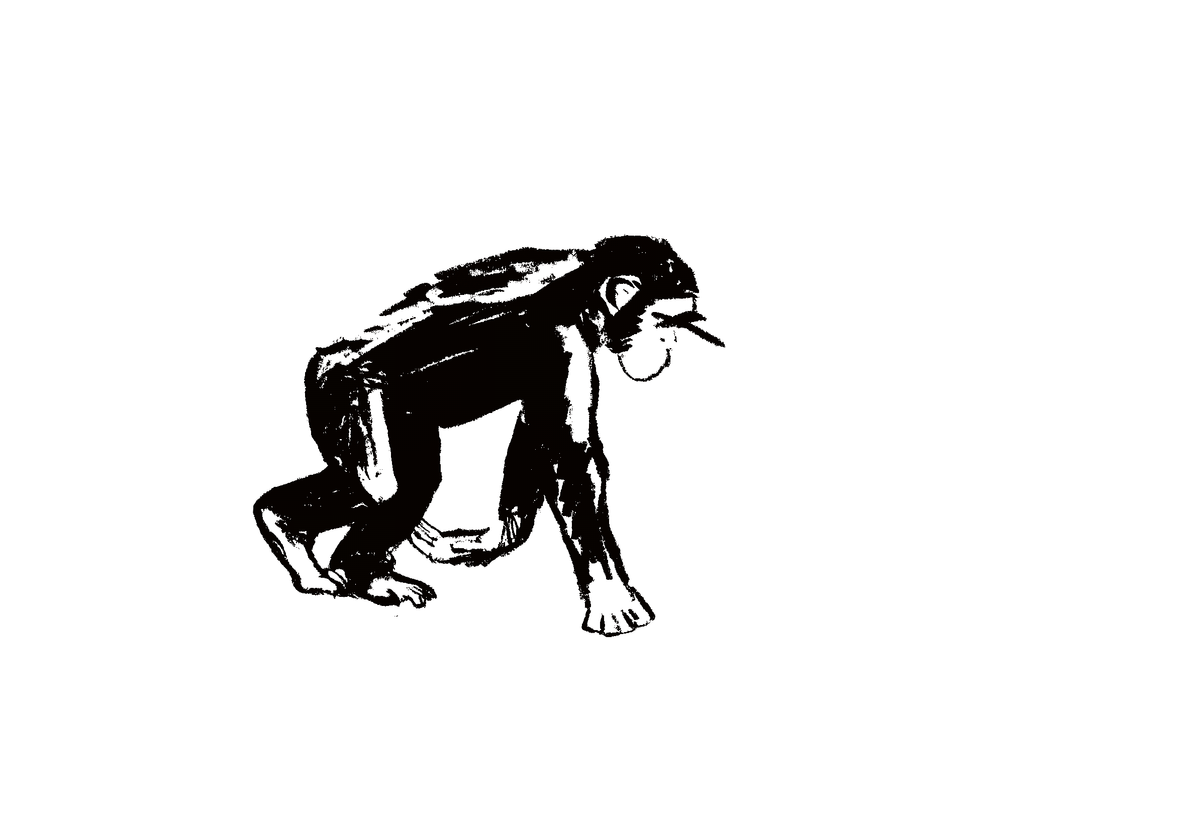 Gif animé d'un chimpanzé