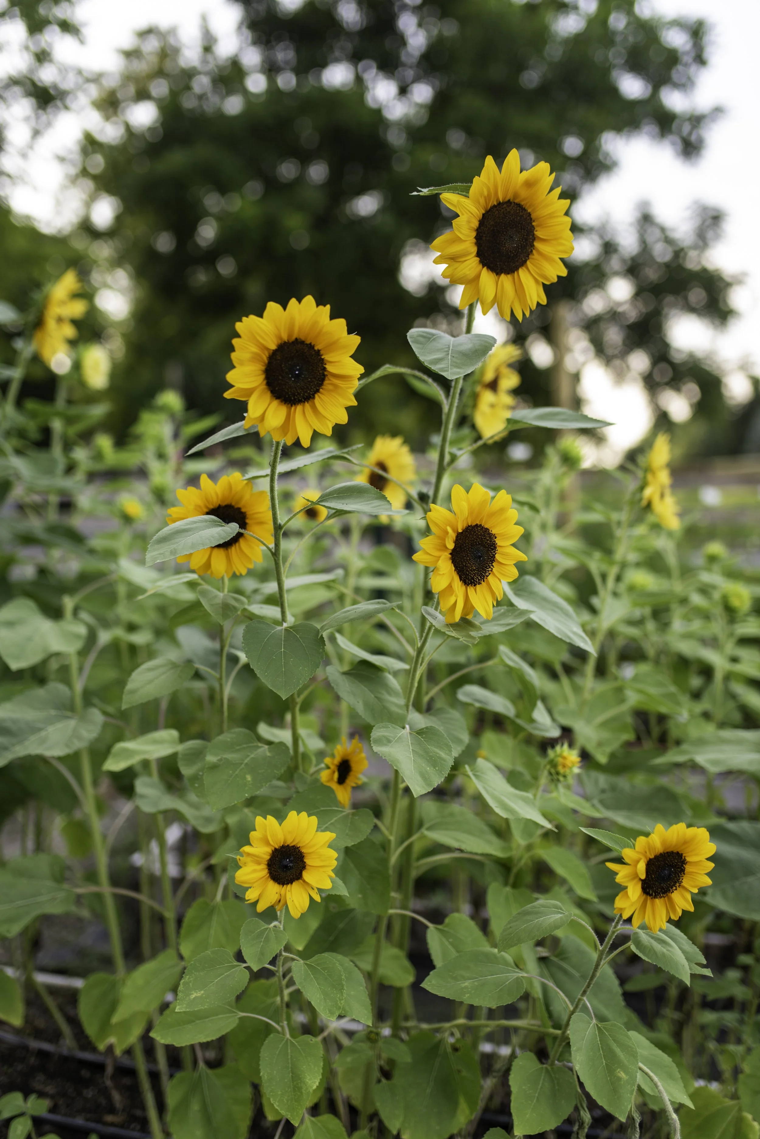 Multiple yellow sunflowers with dark brown centers in a garden with green leafy plants and trees in the background.