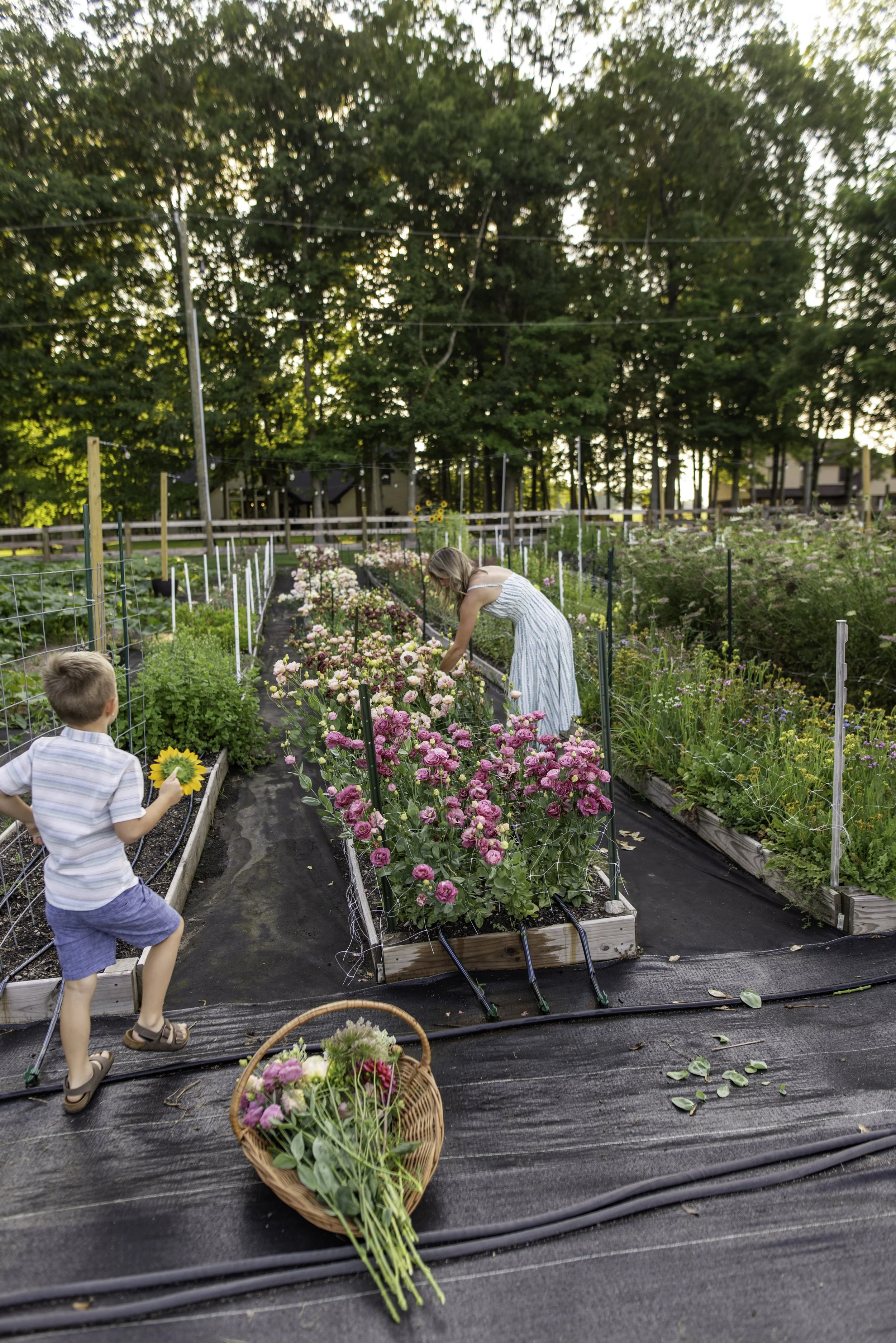 A woman and a young boy picking flowers in a garden with rows of blooming flowers and trees in the background at sunset.