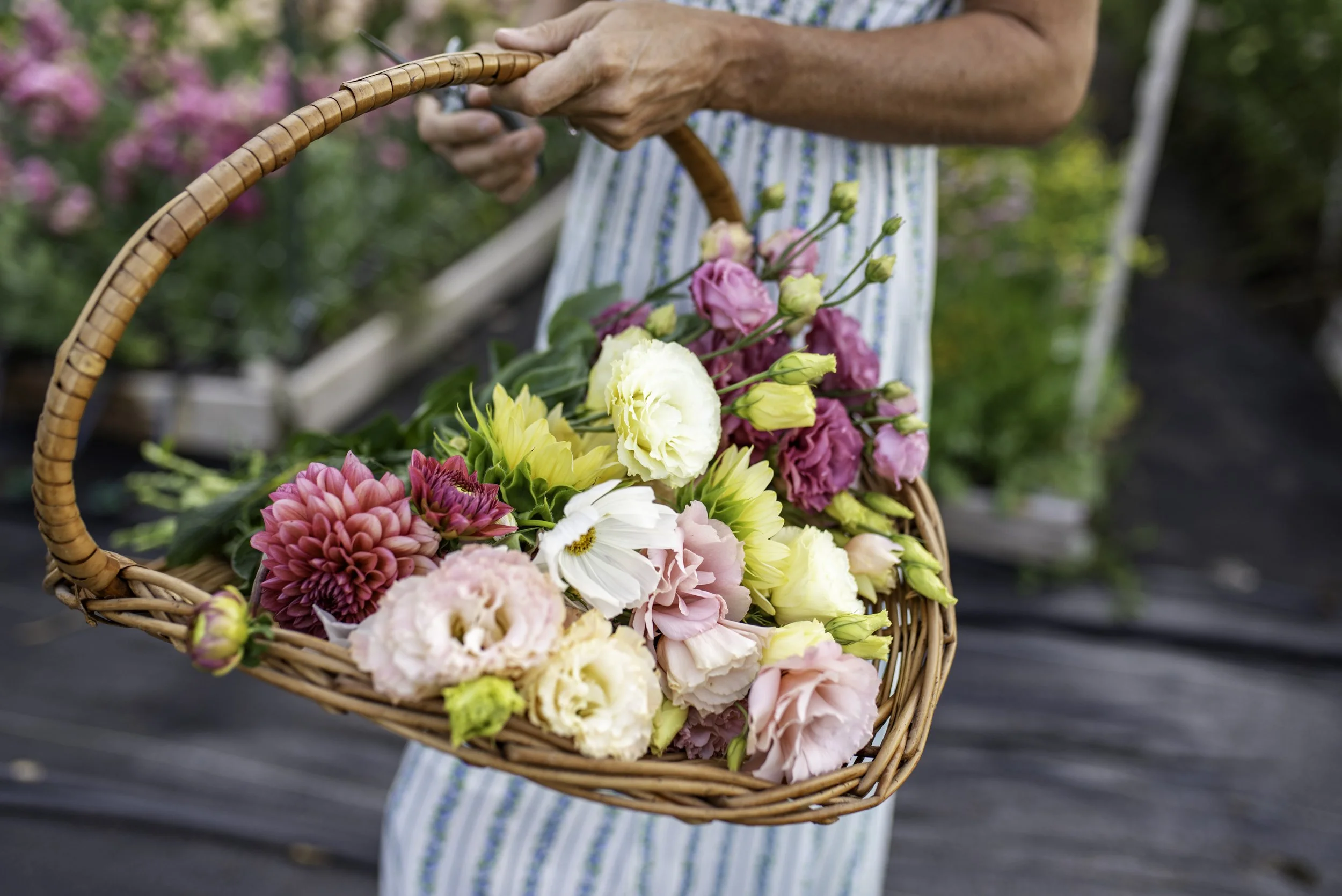Person holding a wicker basket filled with pink, white, and yellow flowers, outdoors with green and pink background