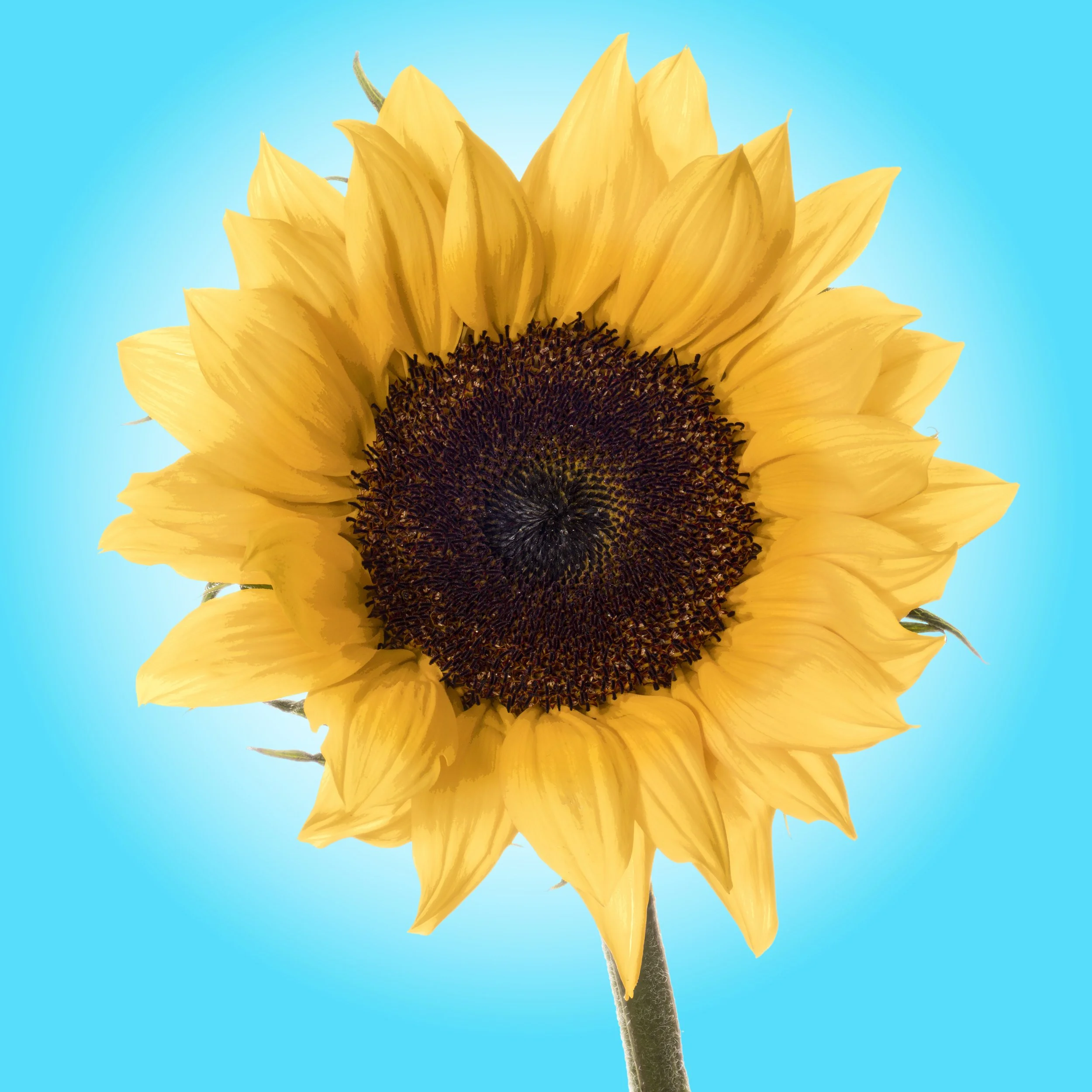 Sunflower Dial.jpg