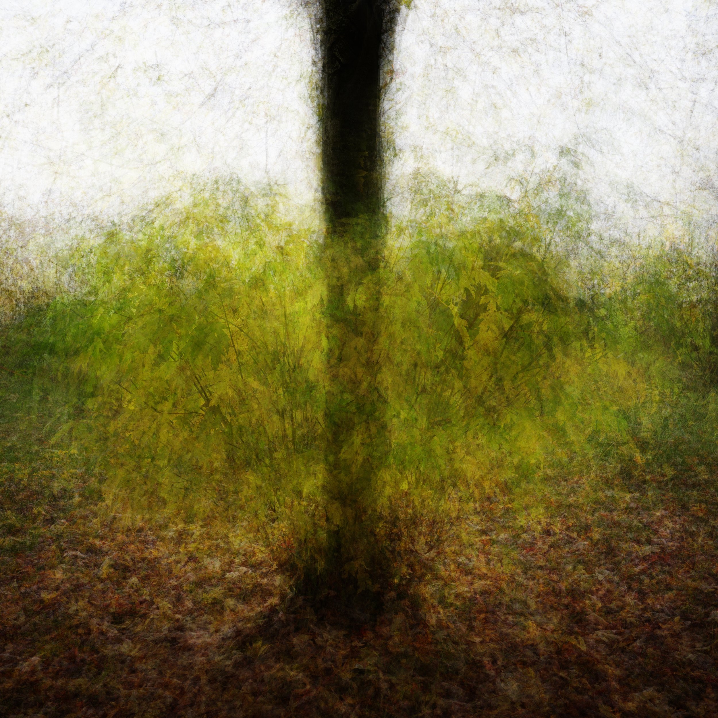 Sycamore around trunk.jpg
