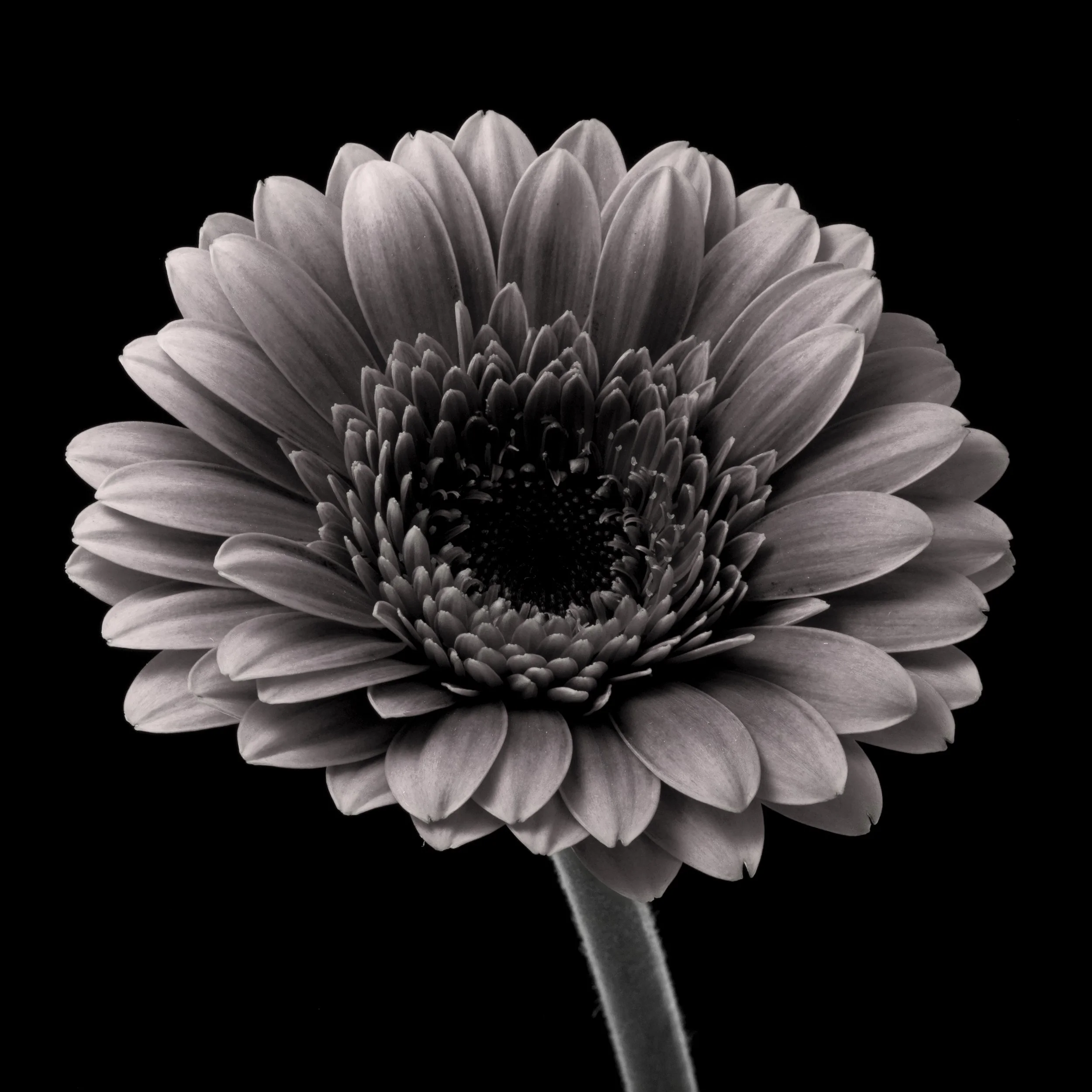 Red Gerbera BnW.jpg