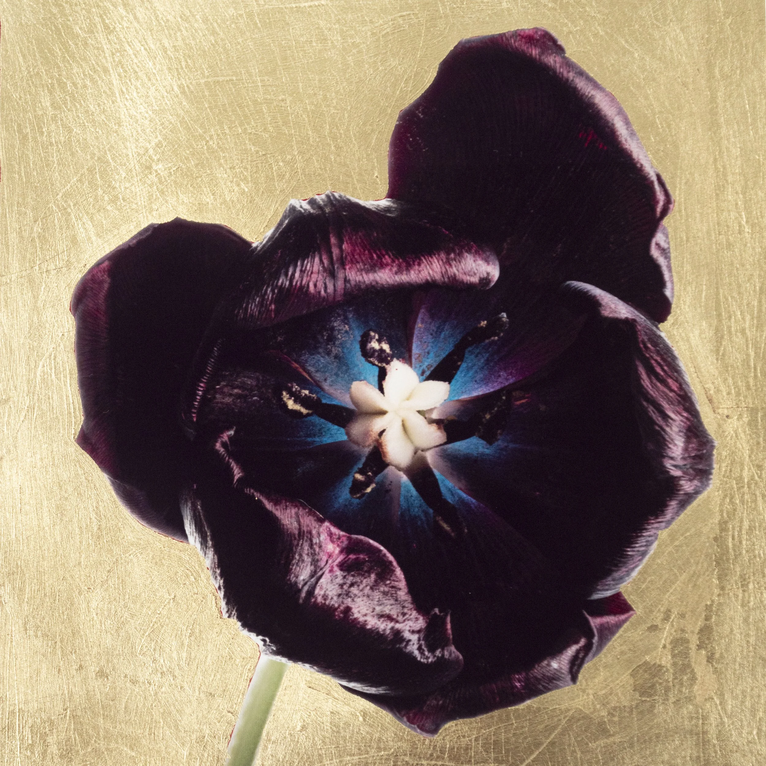 Golden Taffeta Tulip.jpg