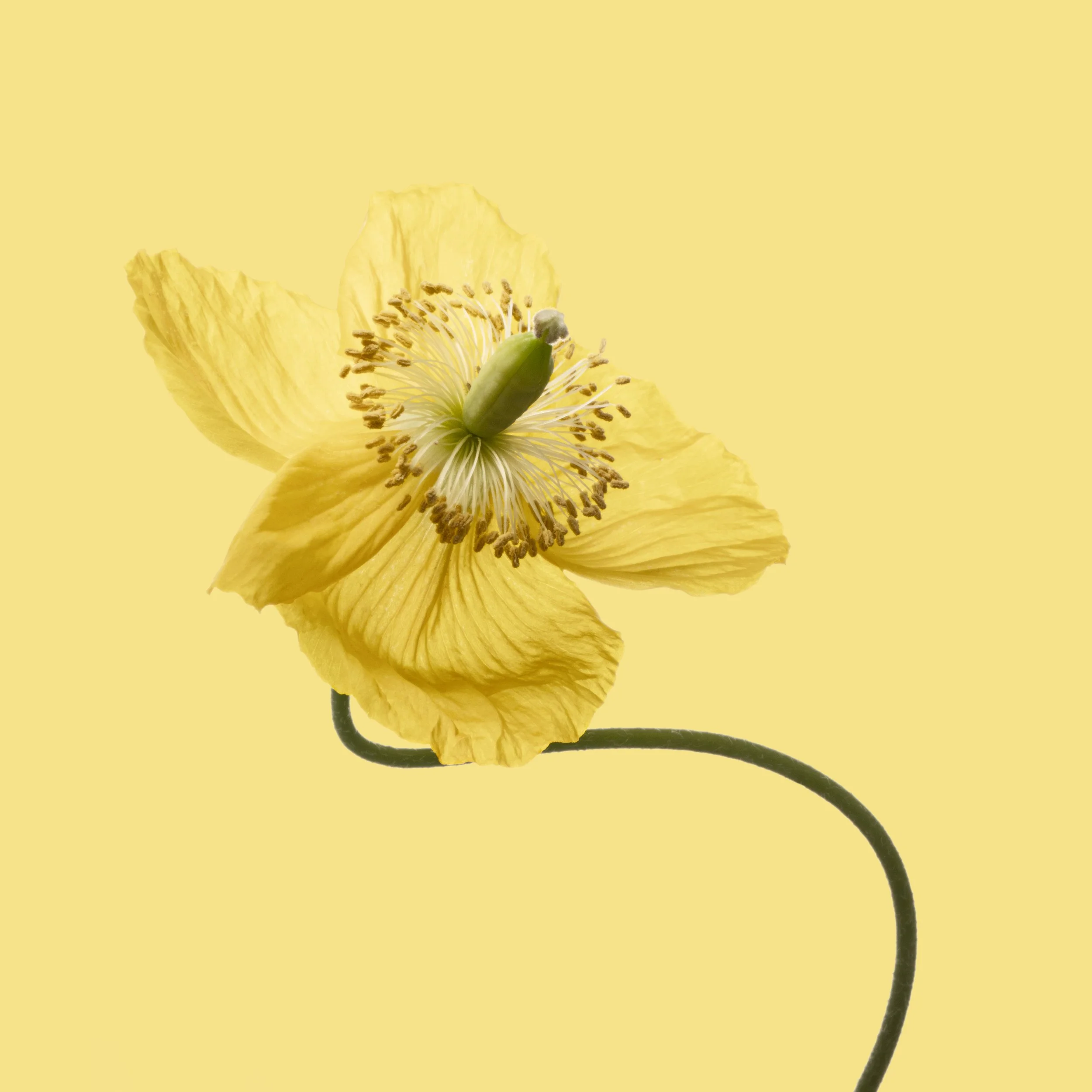 Poppy 2.jpg
