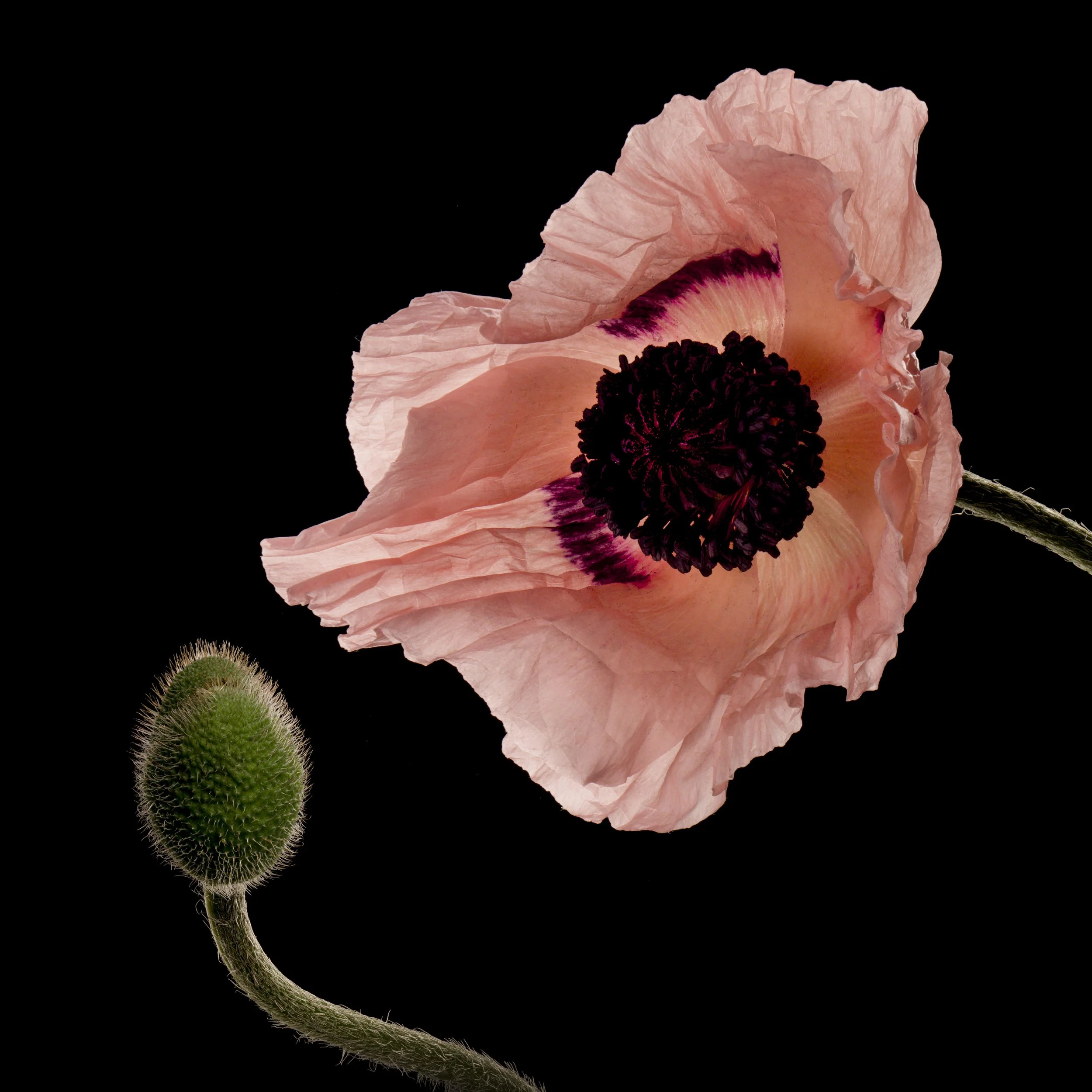 Aspirational Poppy