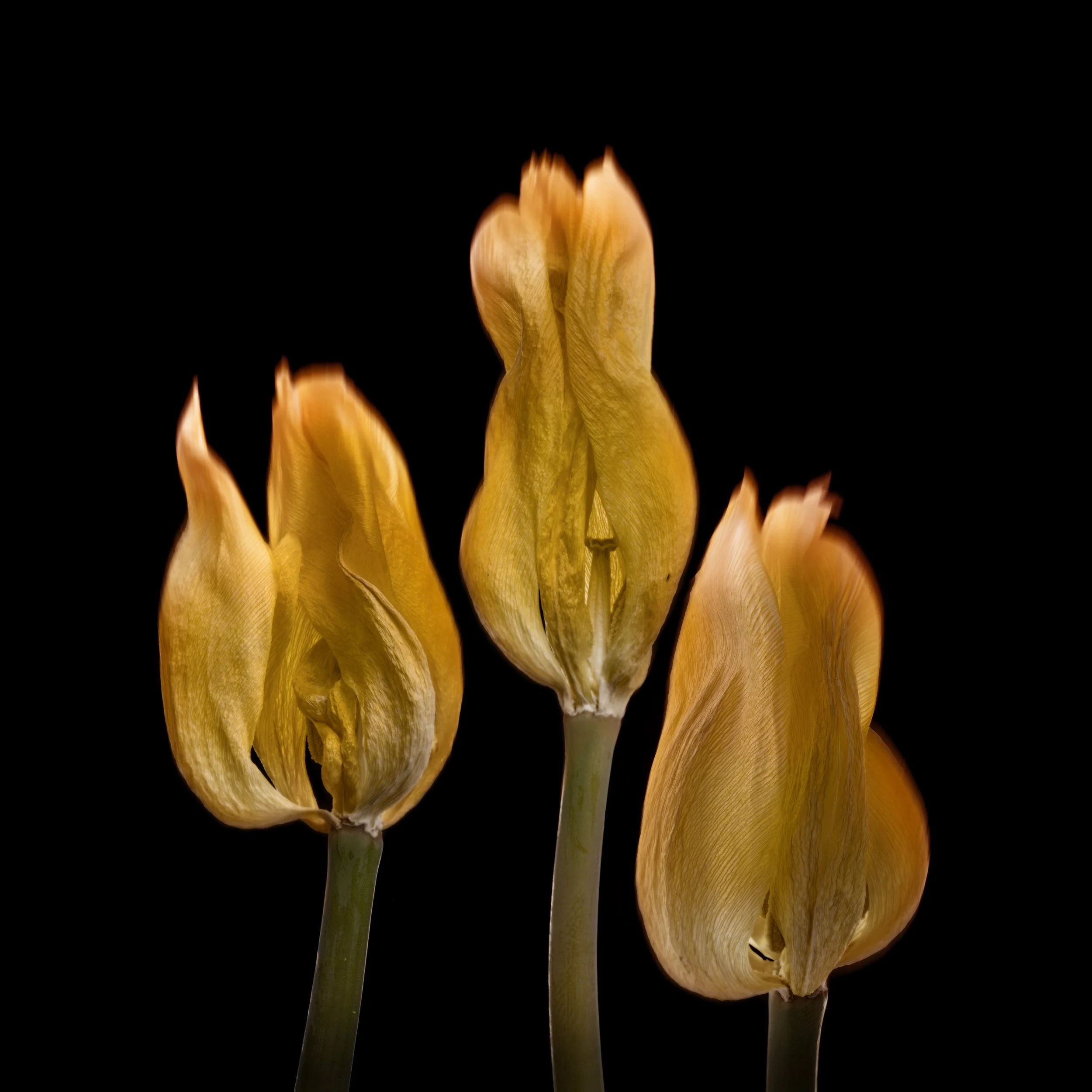 Flaming Tulips.jpg