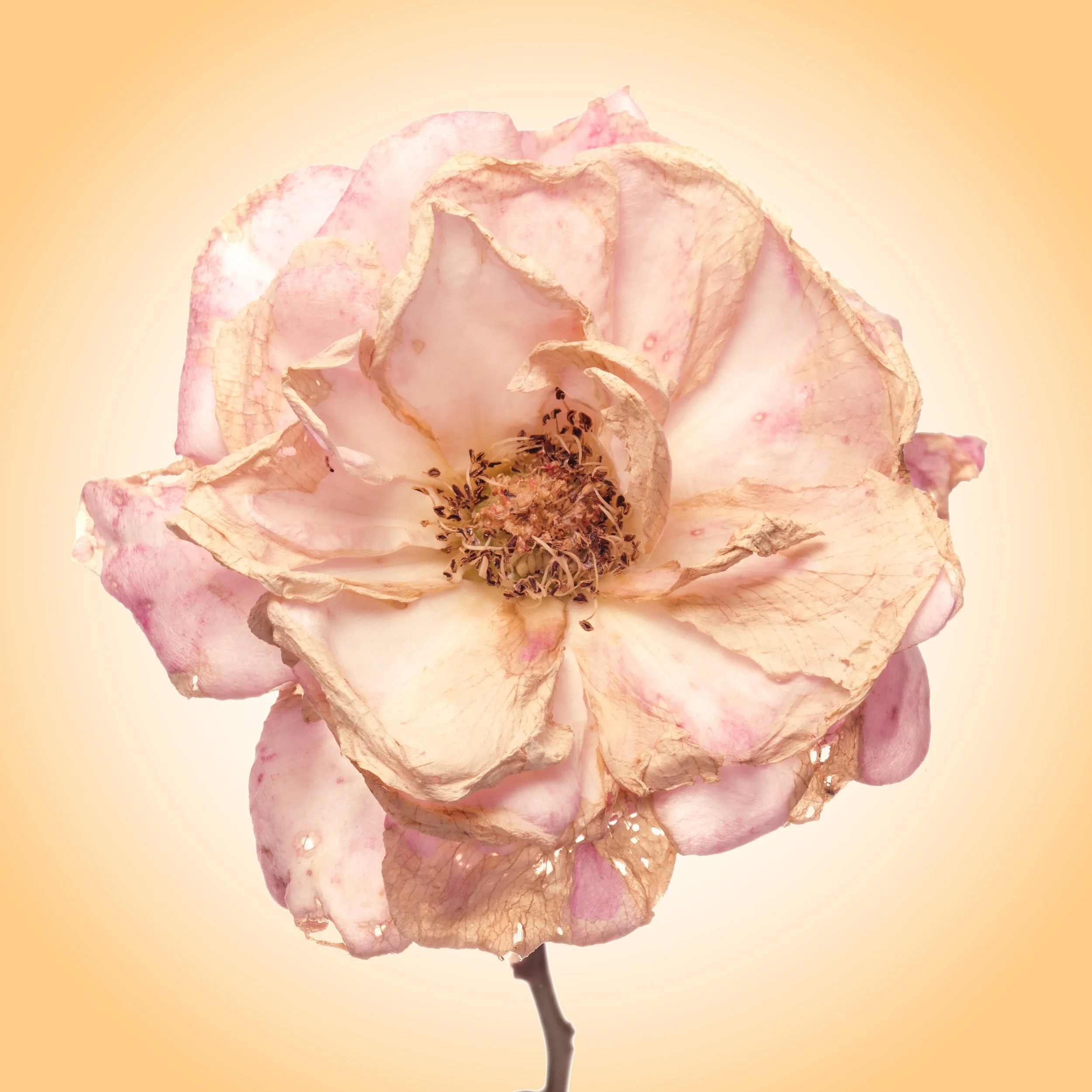 Decaying Rose 1.jpg