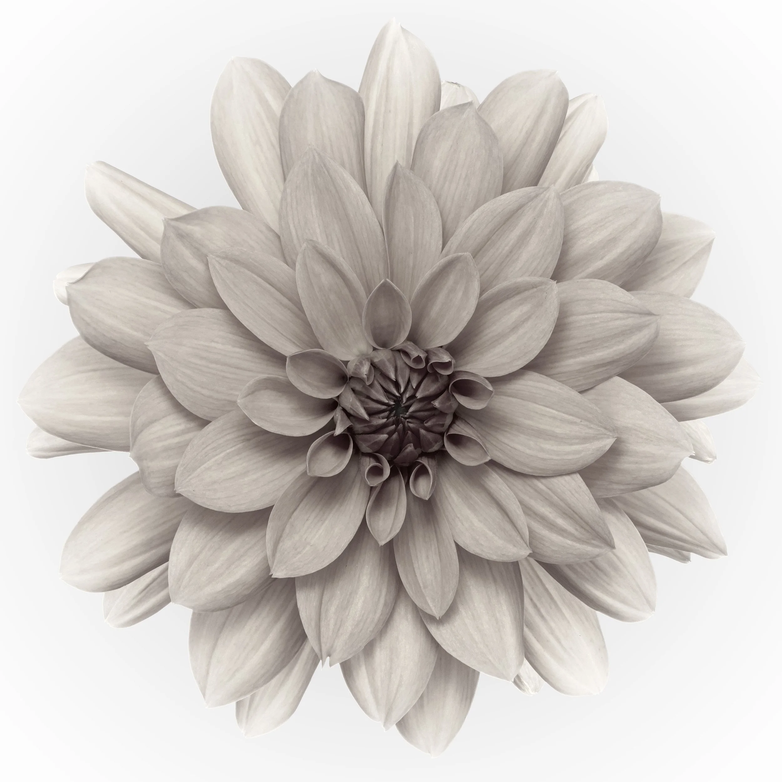 Orange Dahlia BnW.jpg