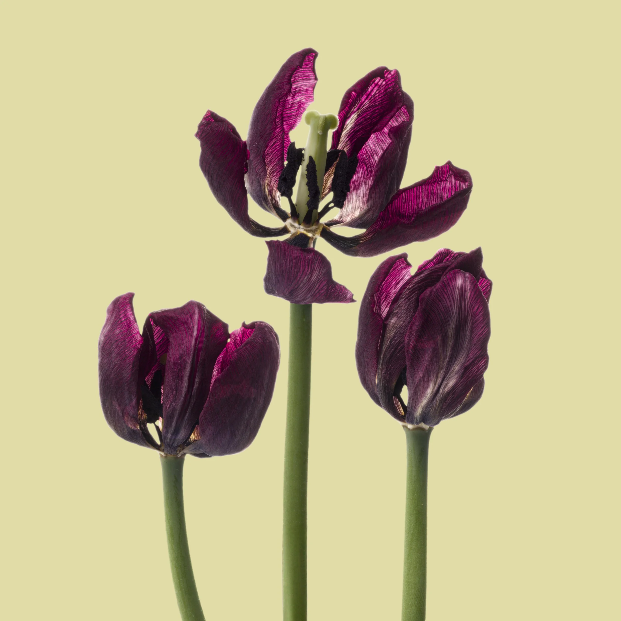Trio of Ruby Tullips on Yellow.jpg