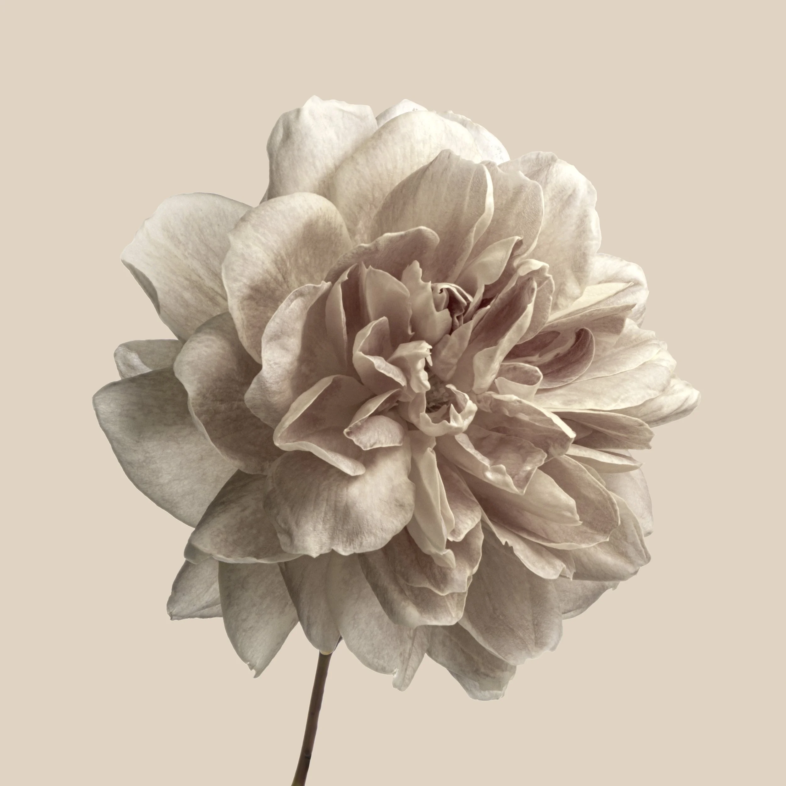 Peach Mono with colour background.jpg