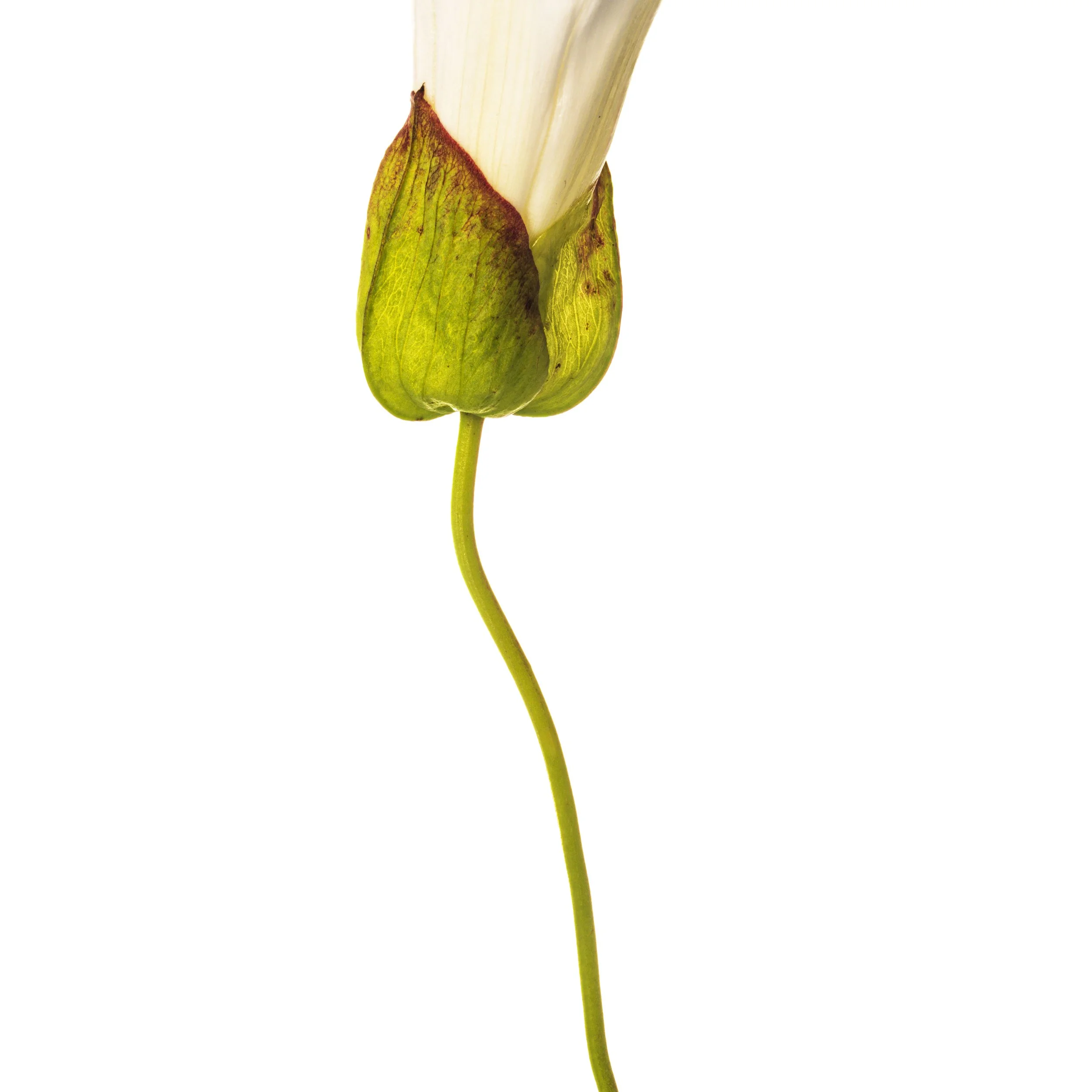 Bindweed stem on white.jpg