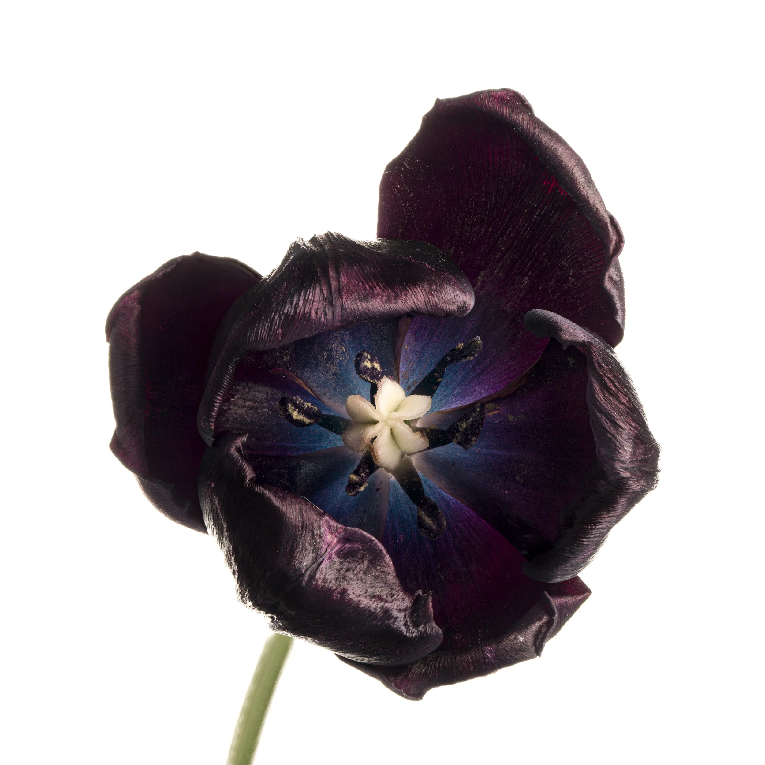 Tafata Tulip 1.jpg