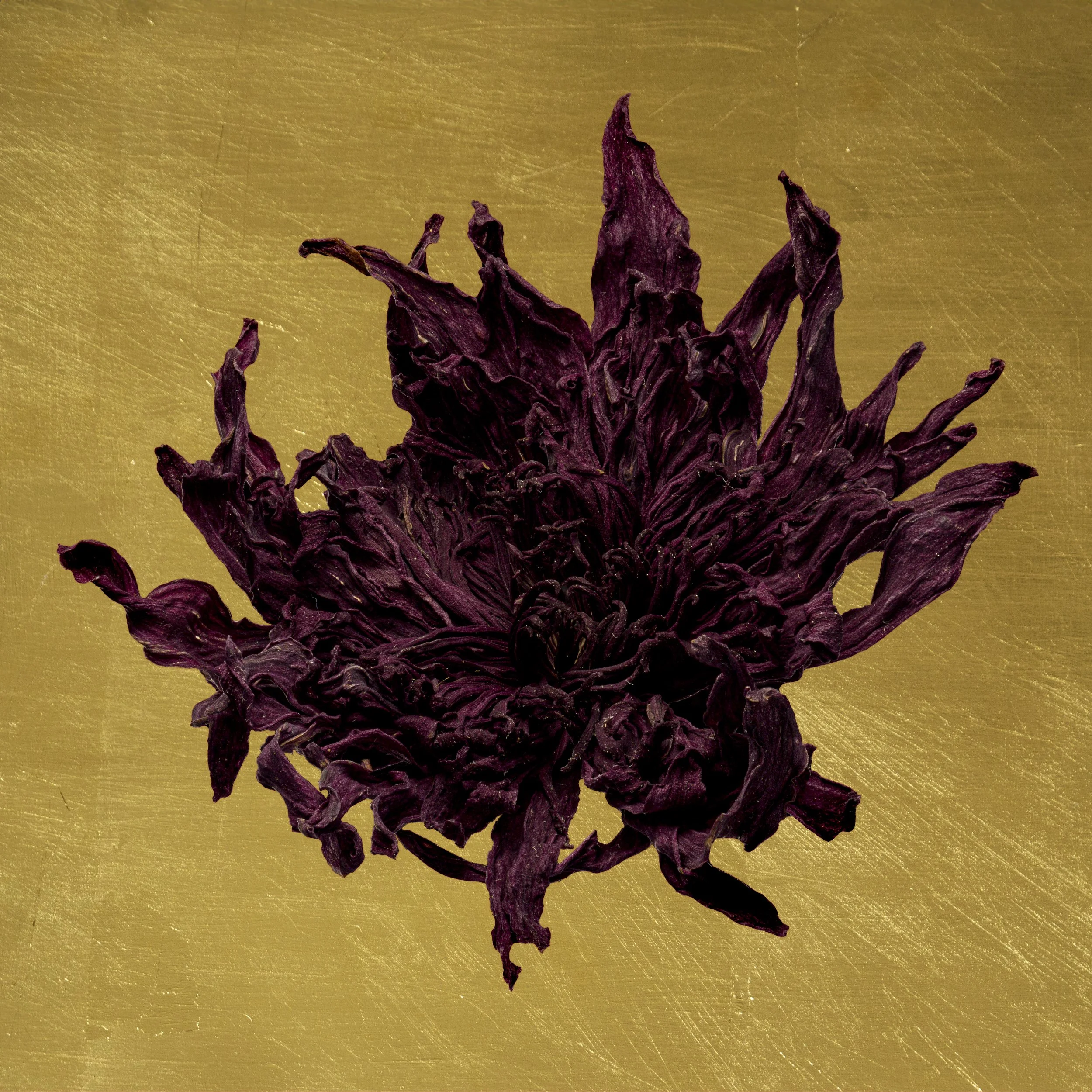 Dried Purple Chrysanth on Gold from Black.jpg