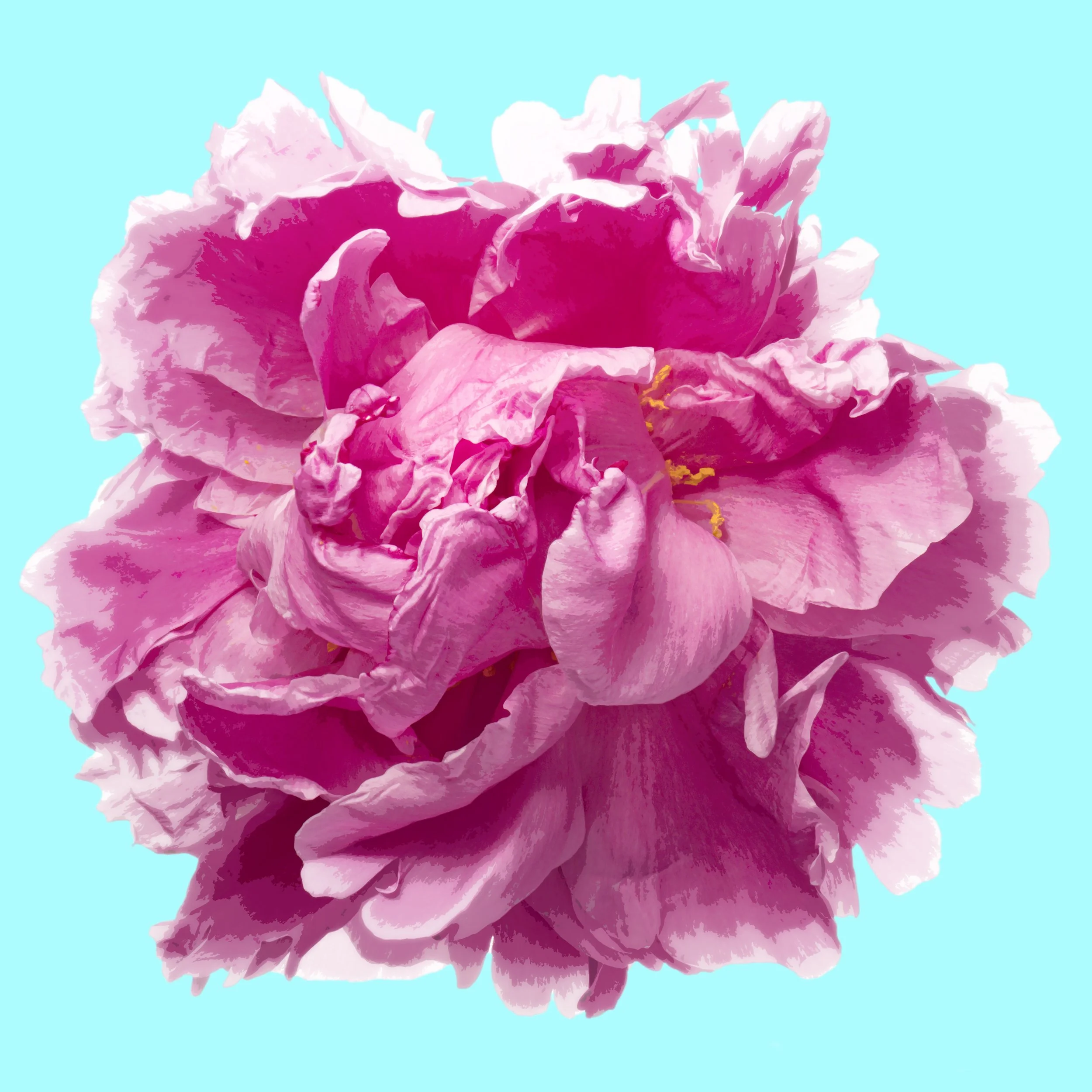 Open Peony on white.jpg