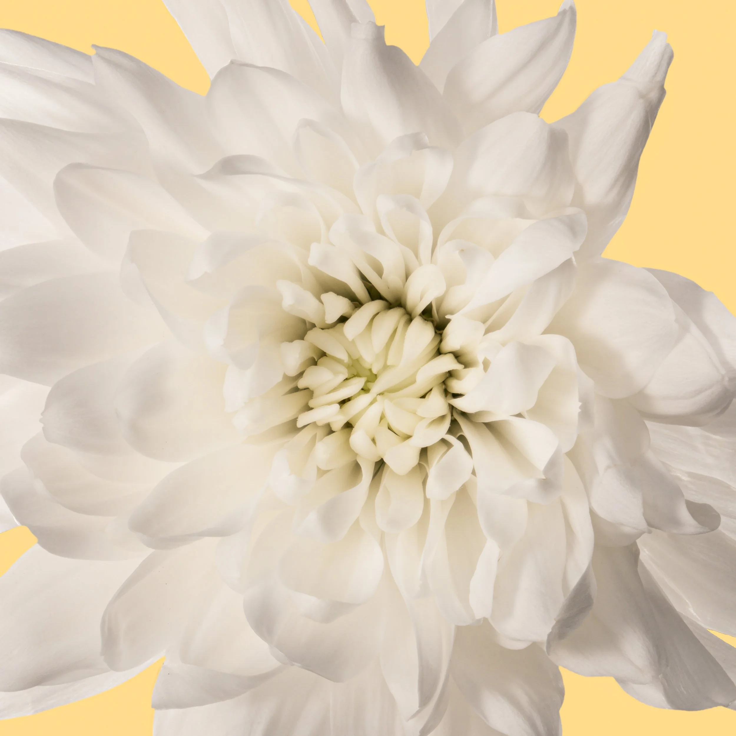What Chrysanthemum on Cream.jpg