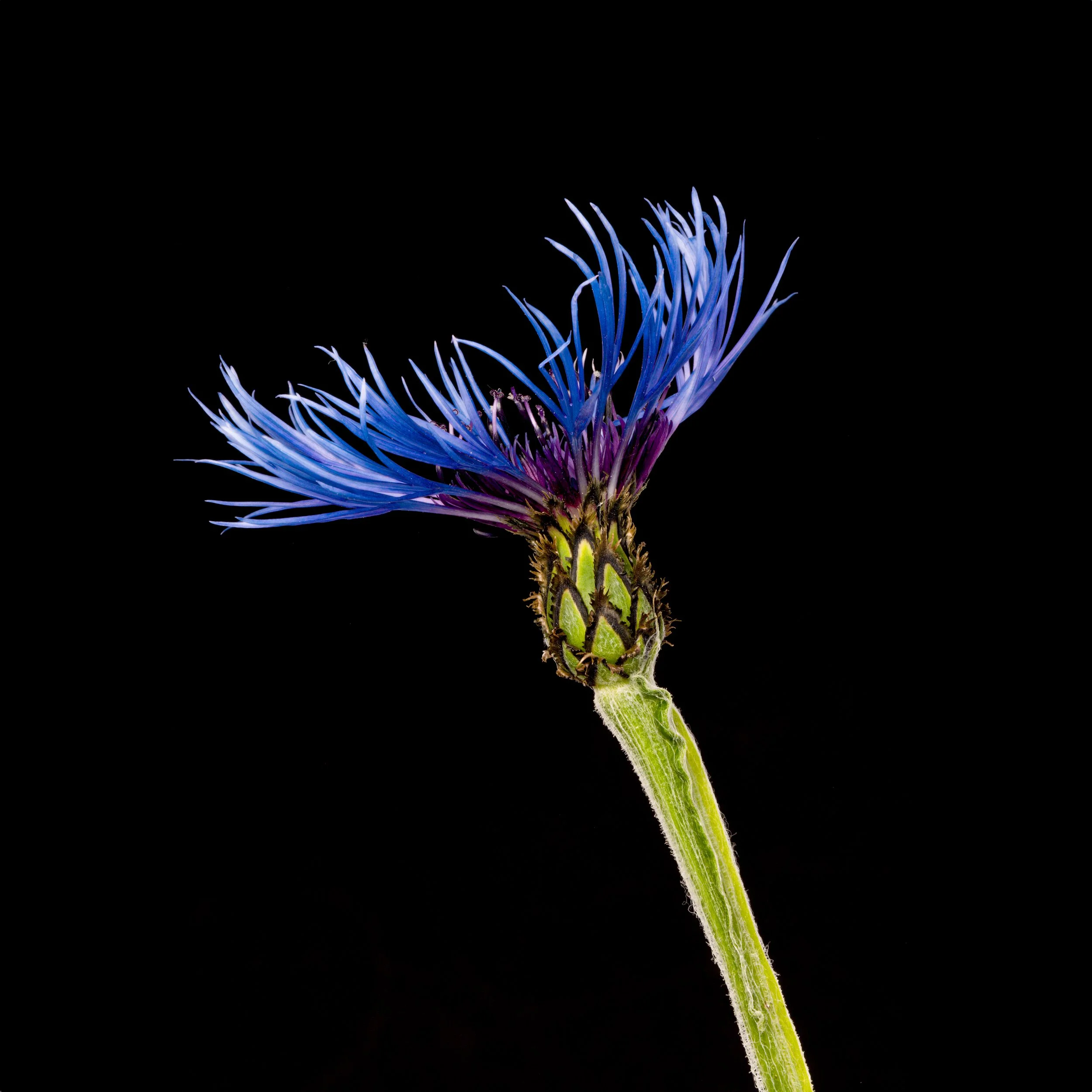Cornflower on black 1.jpg
