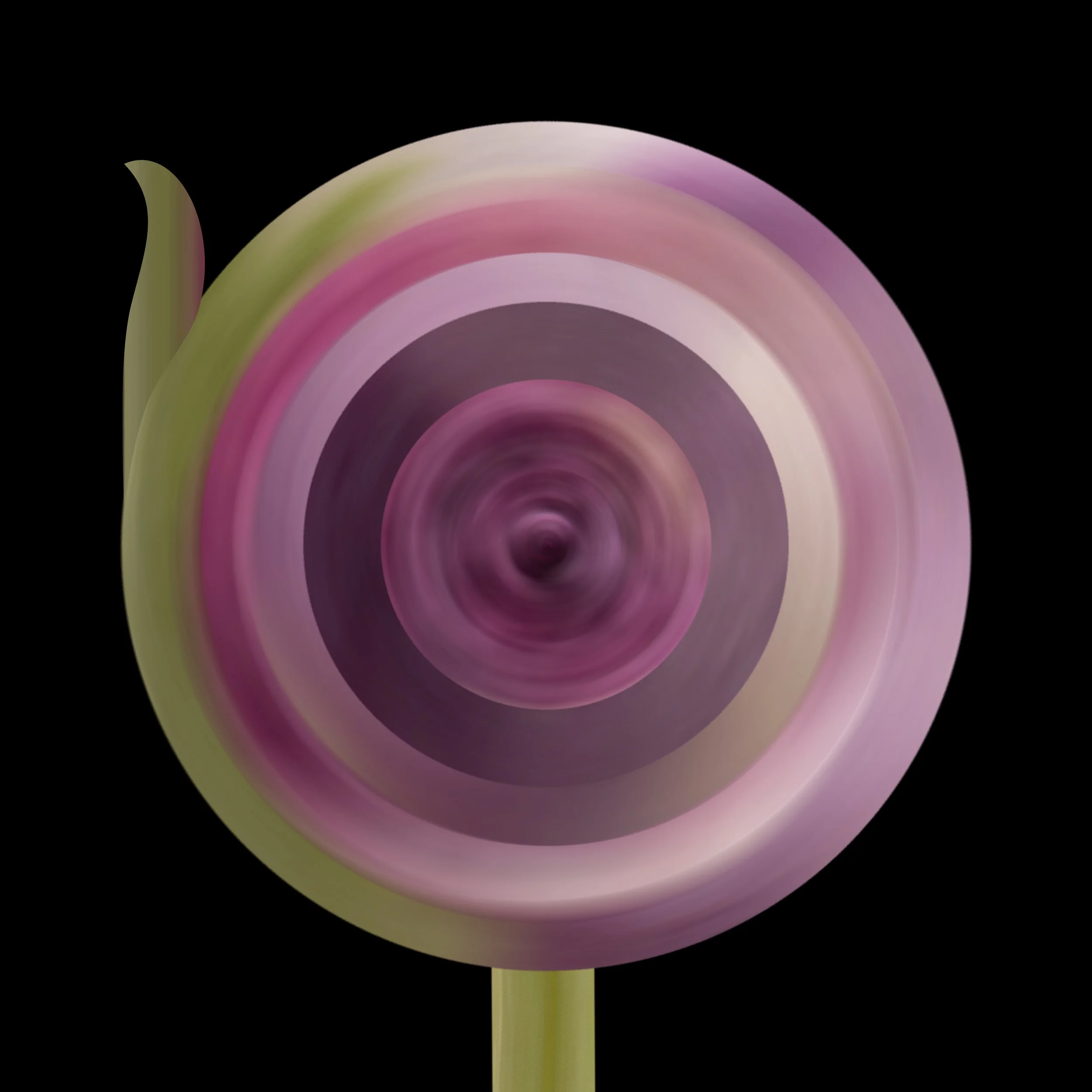 Tulip Bud 3.jpg