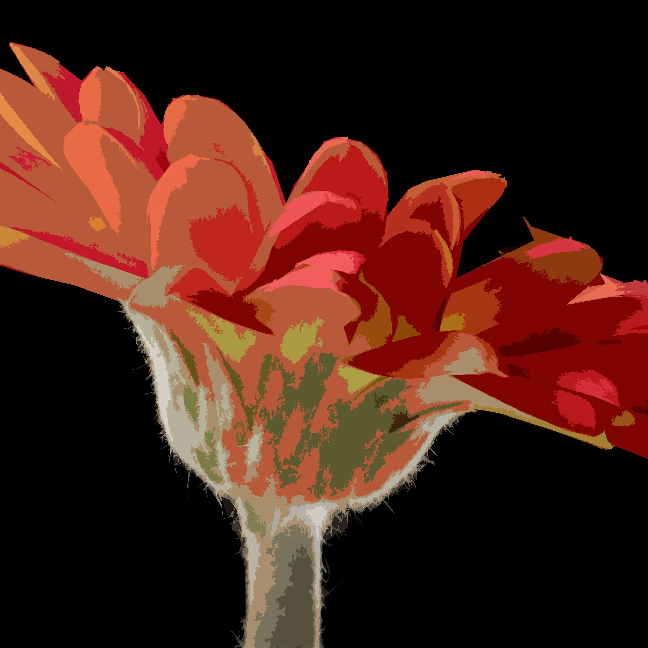 Gerbera Profile.jpg