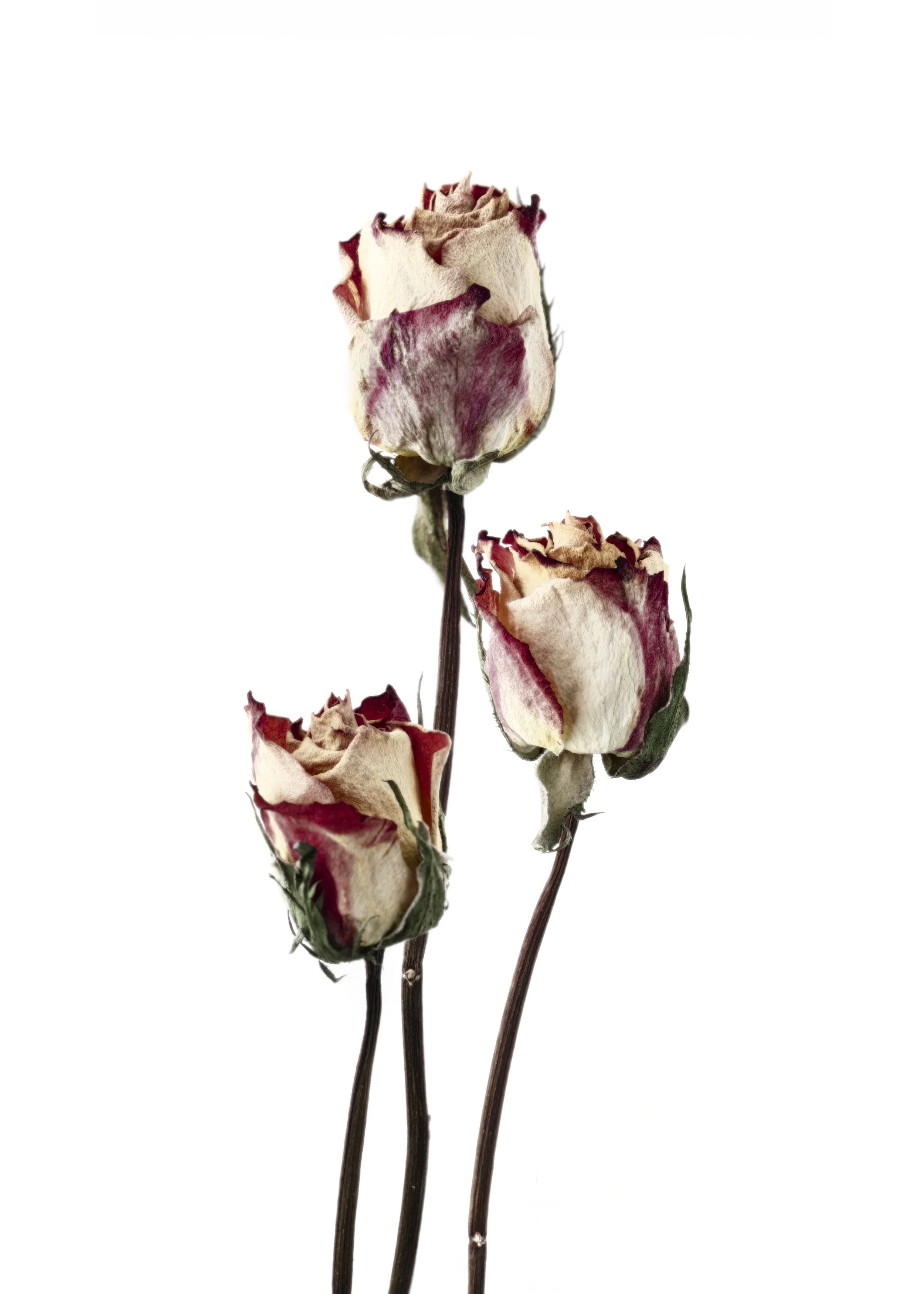 Three Peach Roses