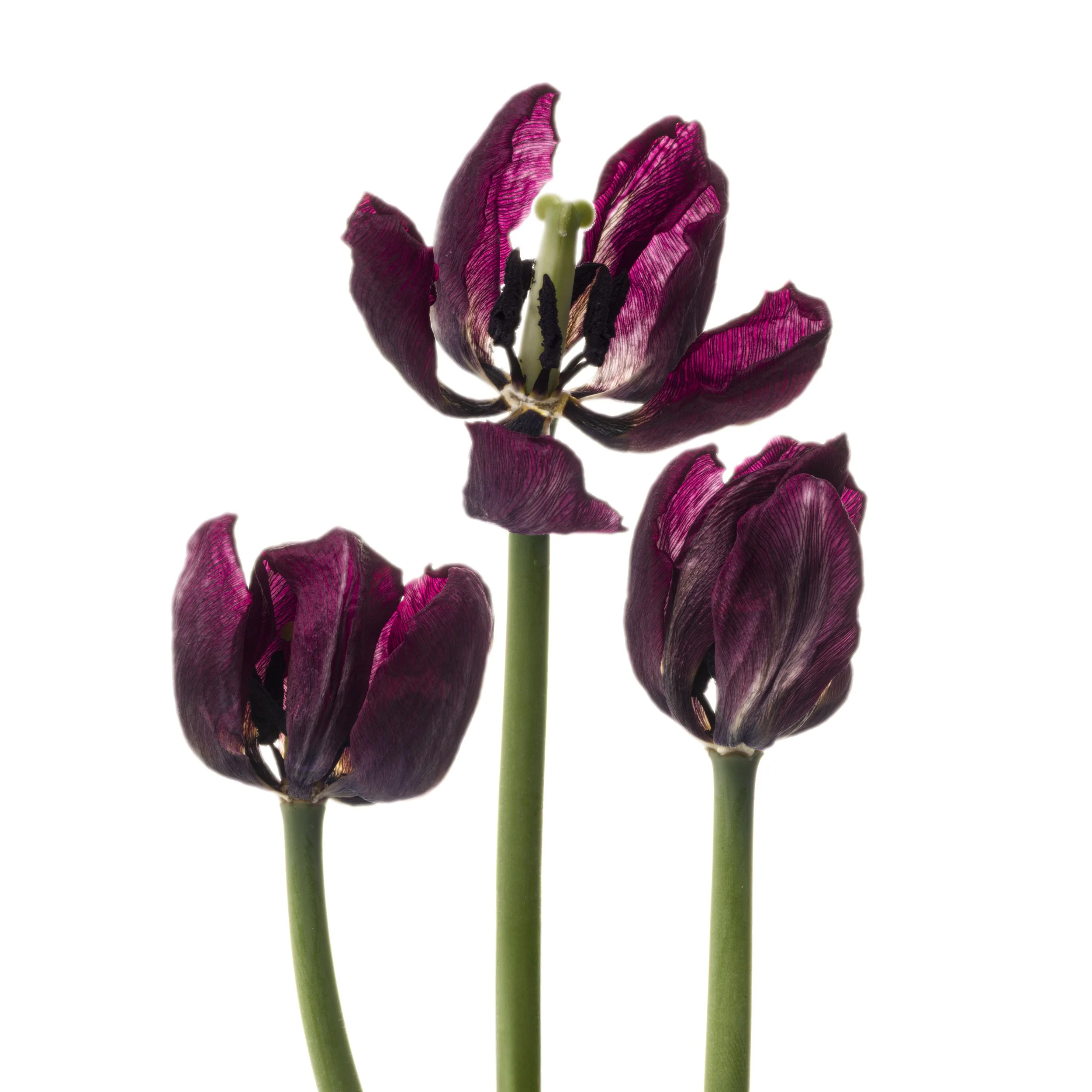 Trio of Tulips