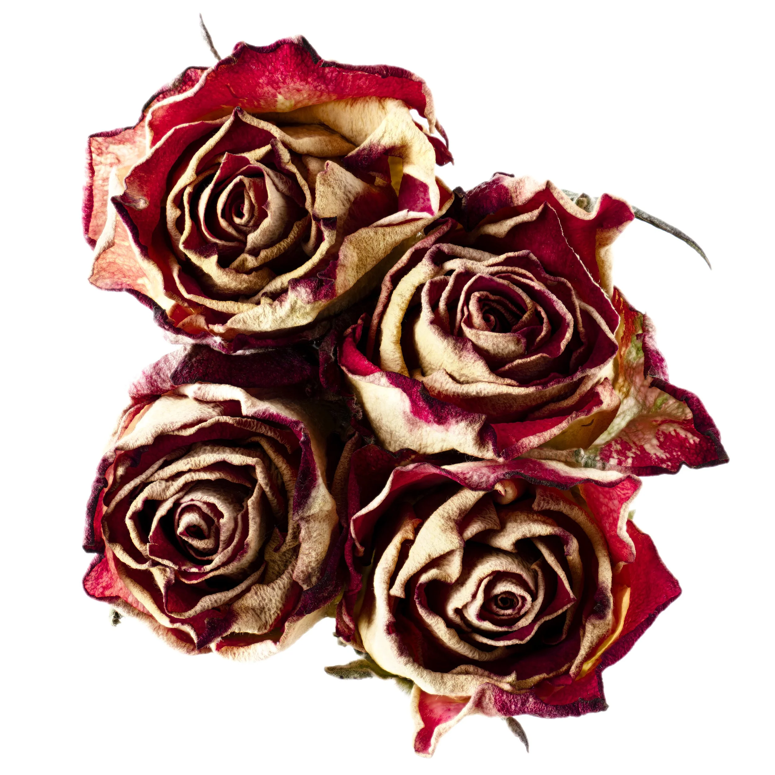 Peach Rose Buds