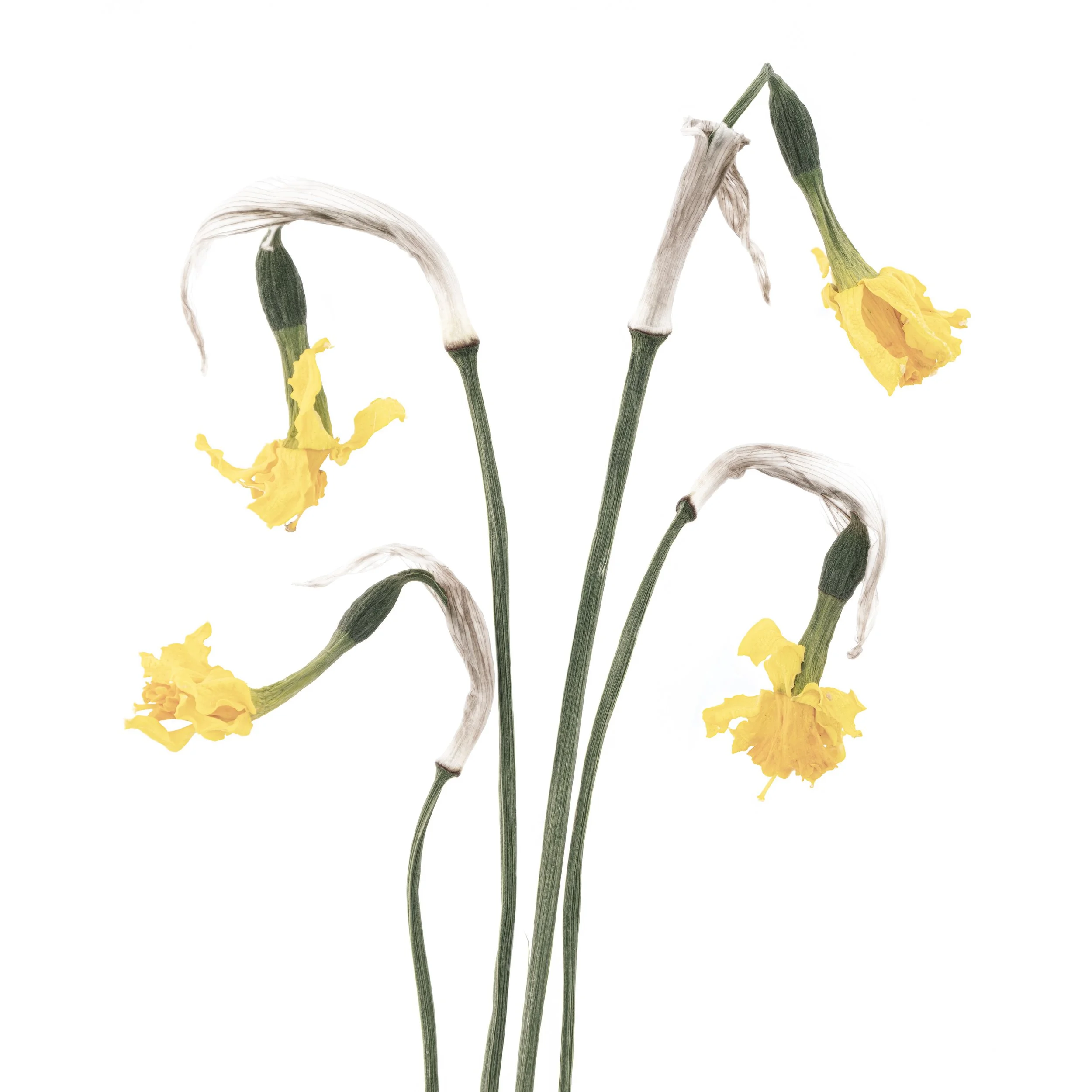 Four Narcissus