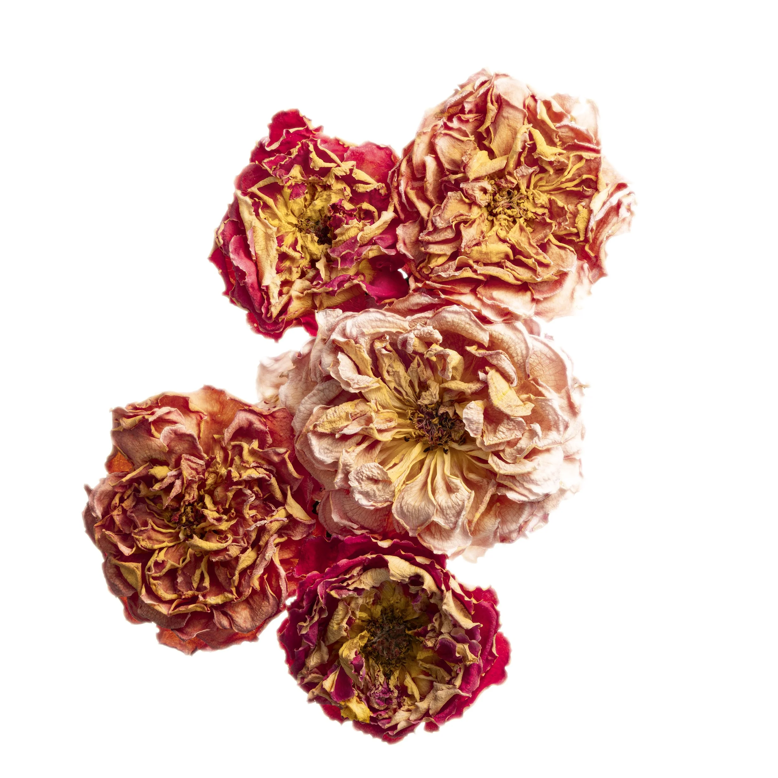 Five Dried Roses