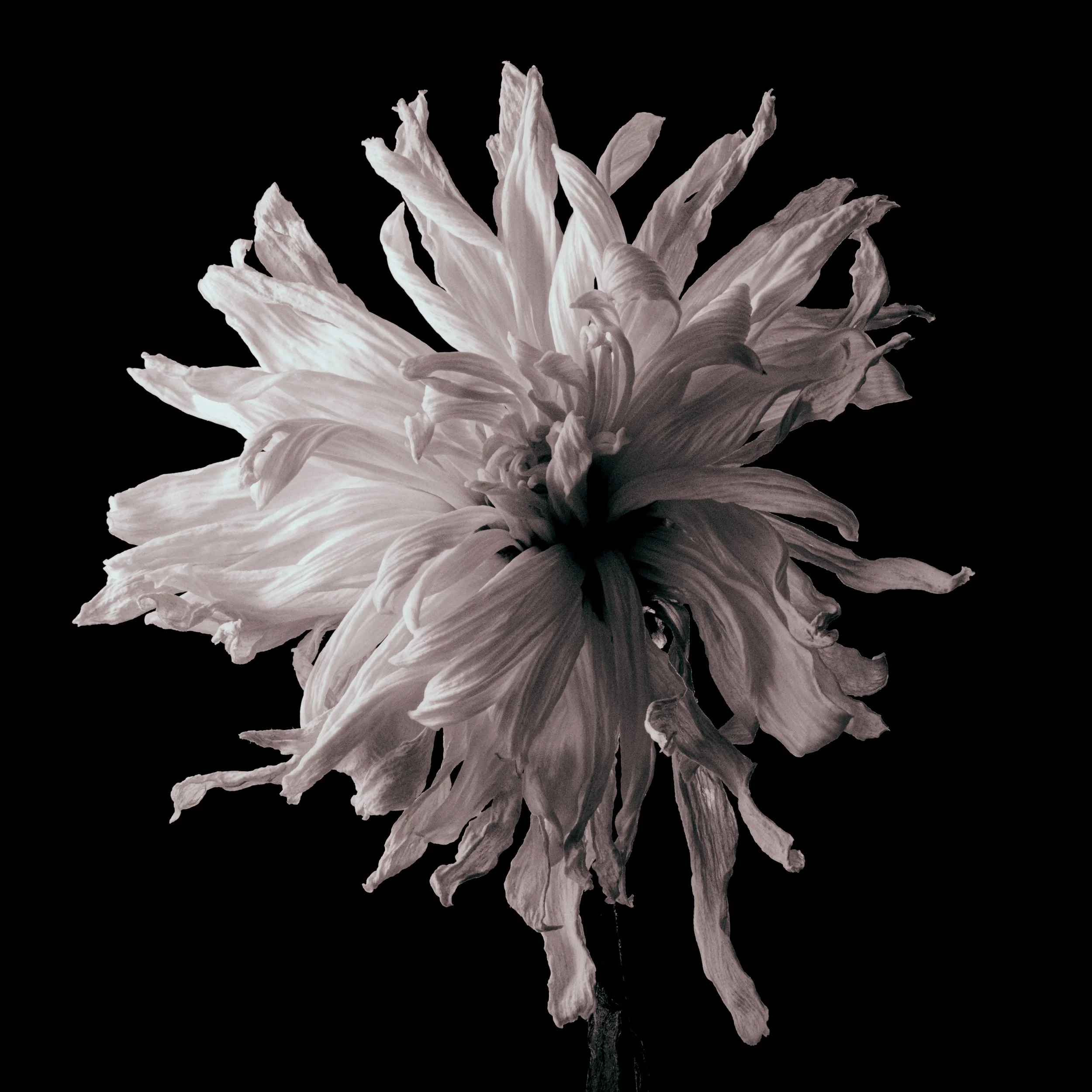 Dried Botanics on Black                                              
A variety of  dried floral images on a predominantly black or darker backgrounds 