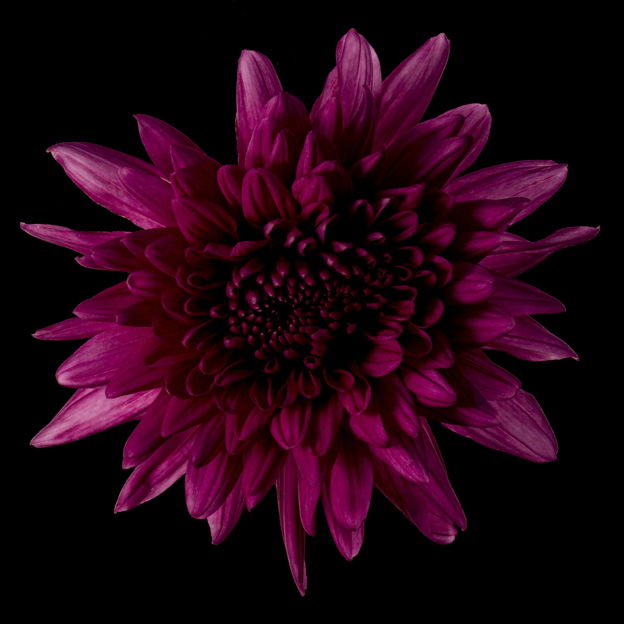 Botanics on Black                                              
A variety of  floral images on a predominantly black backgrounds 
