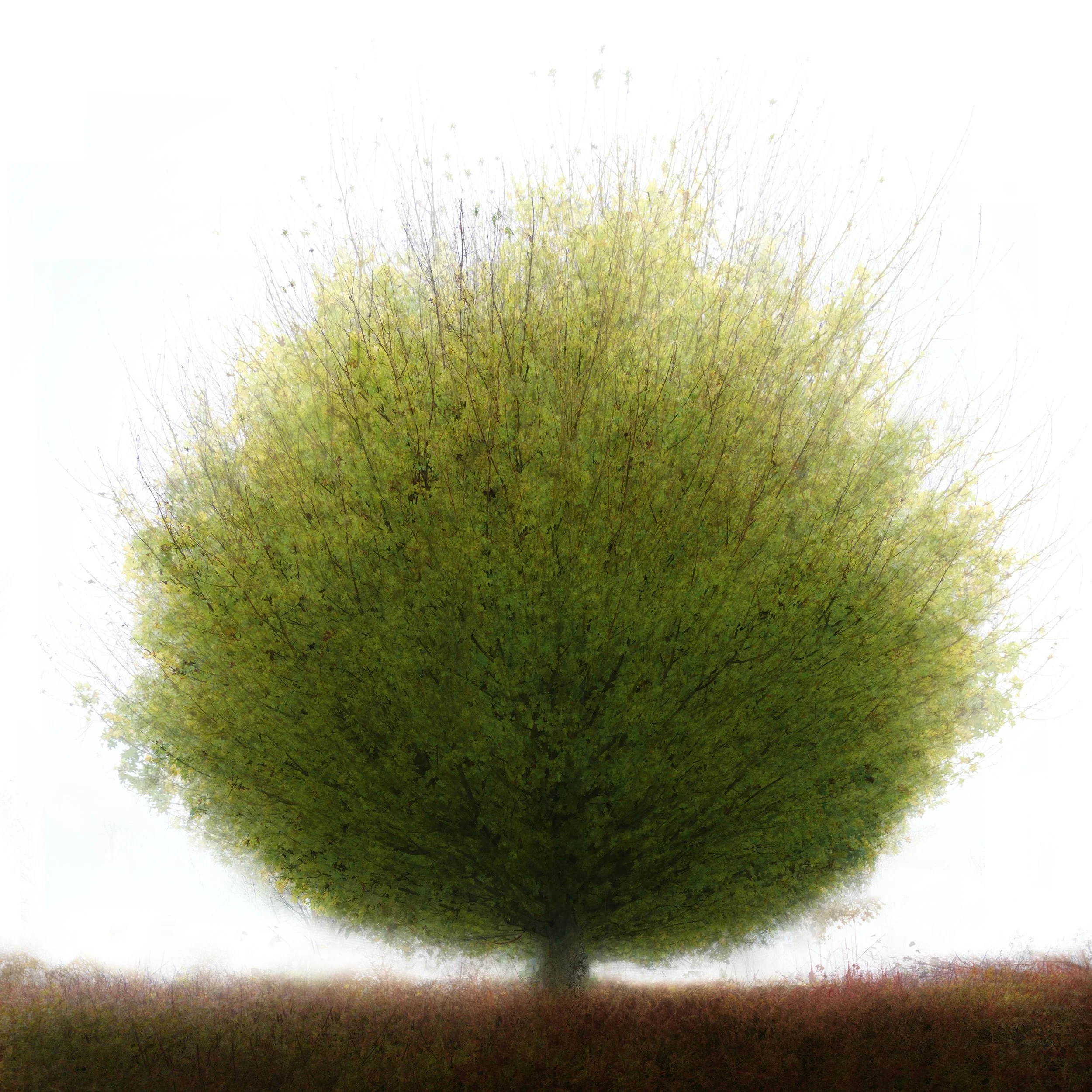 Impressions
less of the accuracy of depiction usually afforded a photography but more of the feeling of the subject