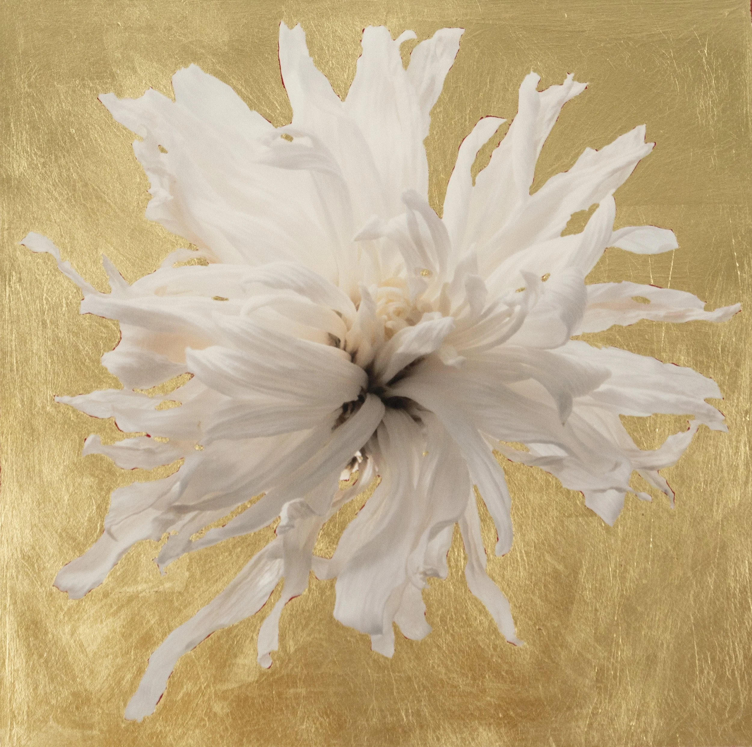 Golden Dry Chrysanthemum.jpg