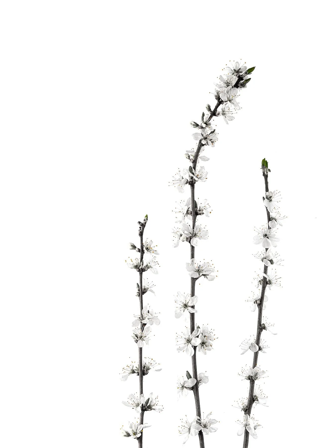 3 Blackthorn stems