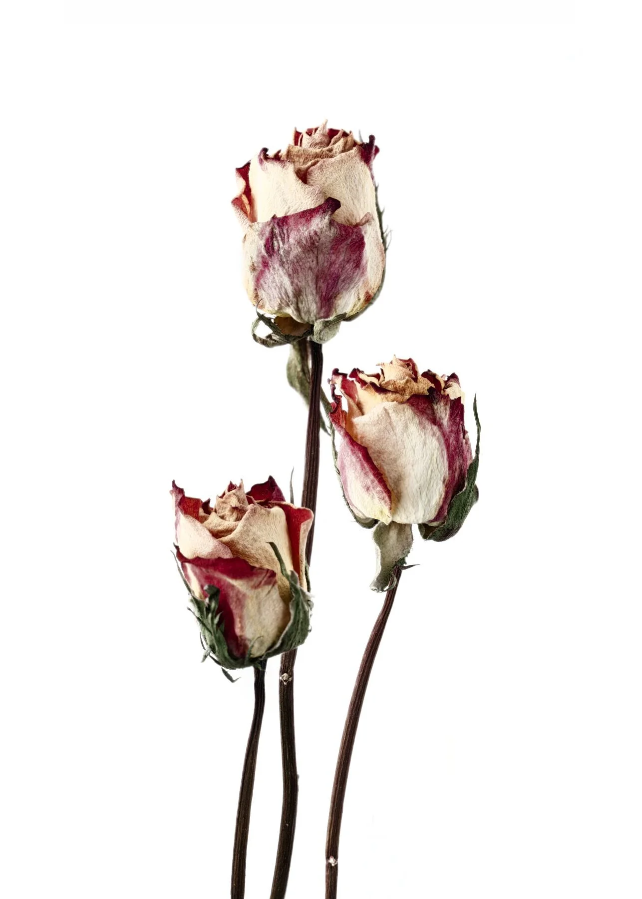 3 Roses