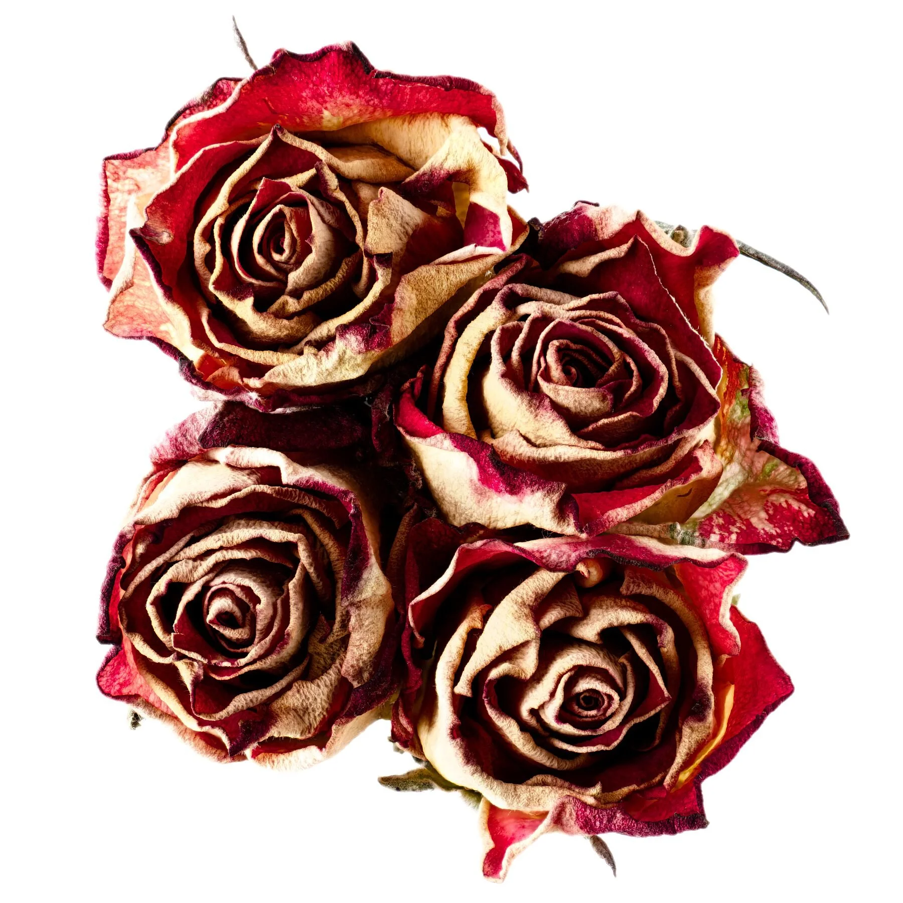 4 Dried Rose Buds
