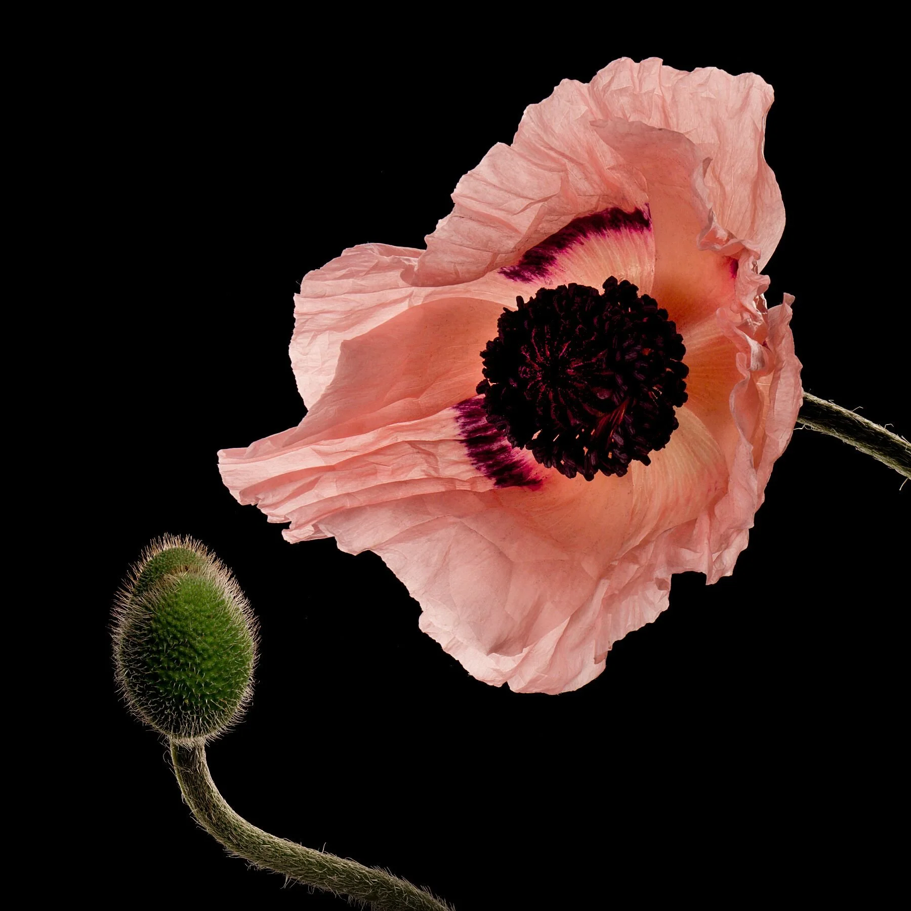Aspirational Poppy Bud