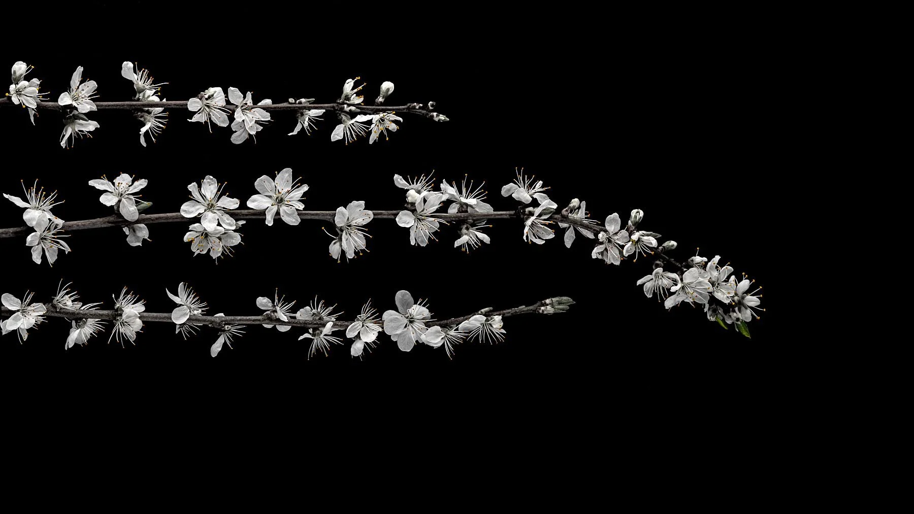 Blackthorn on Black